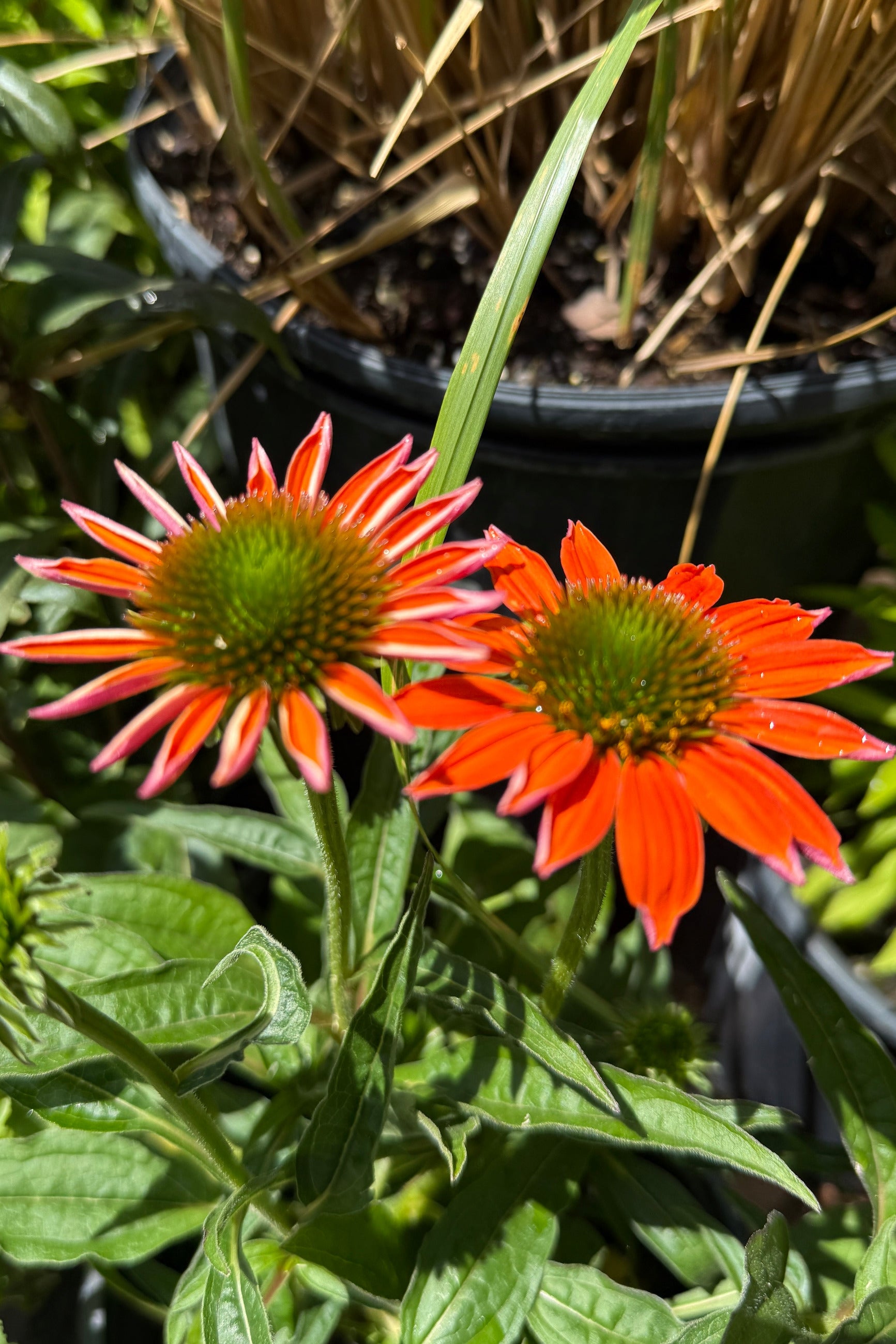 Echinacea 'Artisan Soft Orange'  orange flowers with green centers in a garden setting the middle of June ©Sprout Home