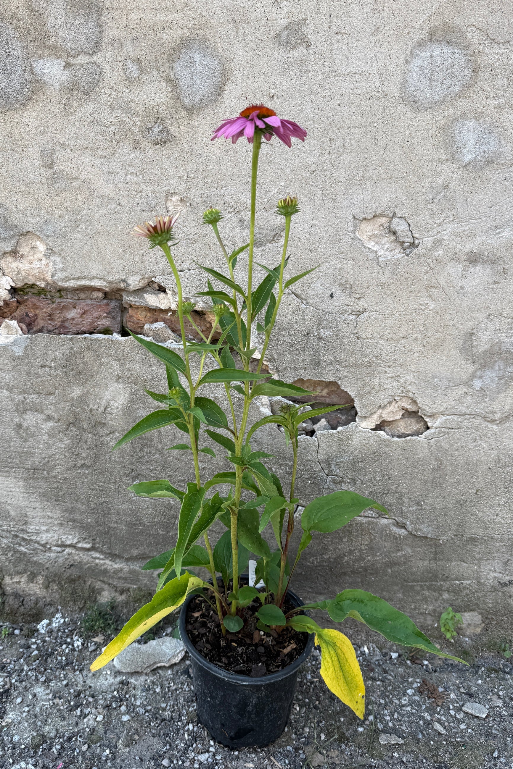 Echinacea purpurea 'Magnus Superior' in a #1 growers pot and in bud and bloom the beginning of August against a concrete wall ©Sprout Home