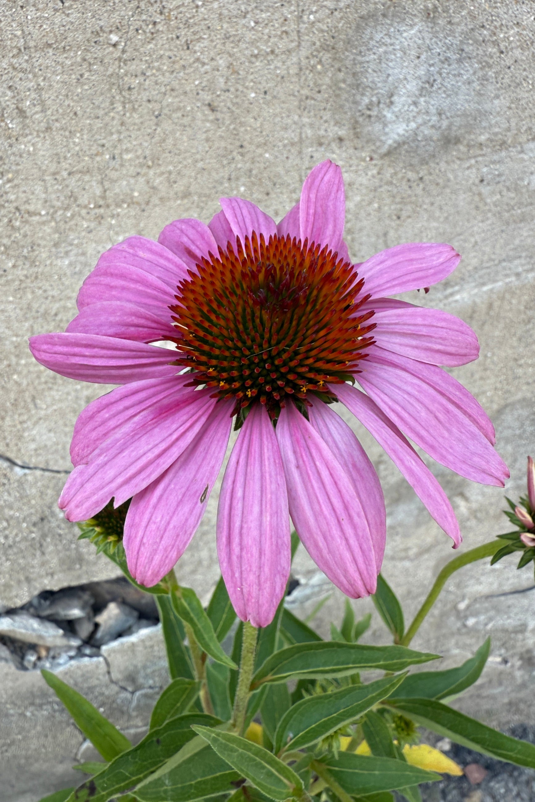 Echinacea purpurea 'Magnus Superior' Purple coneflower with a brown orange center on a concrete surface in the beginning of August ©Sprout Home