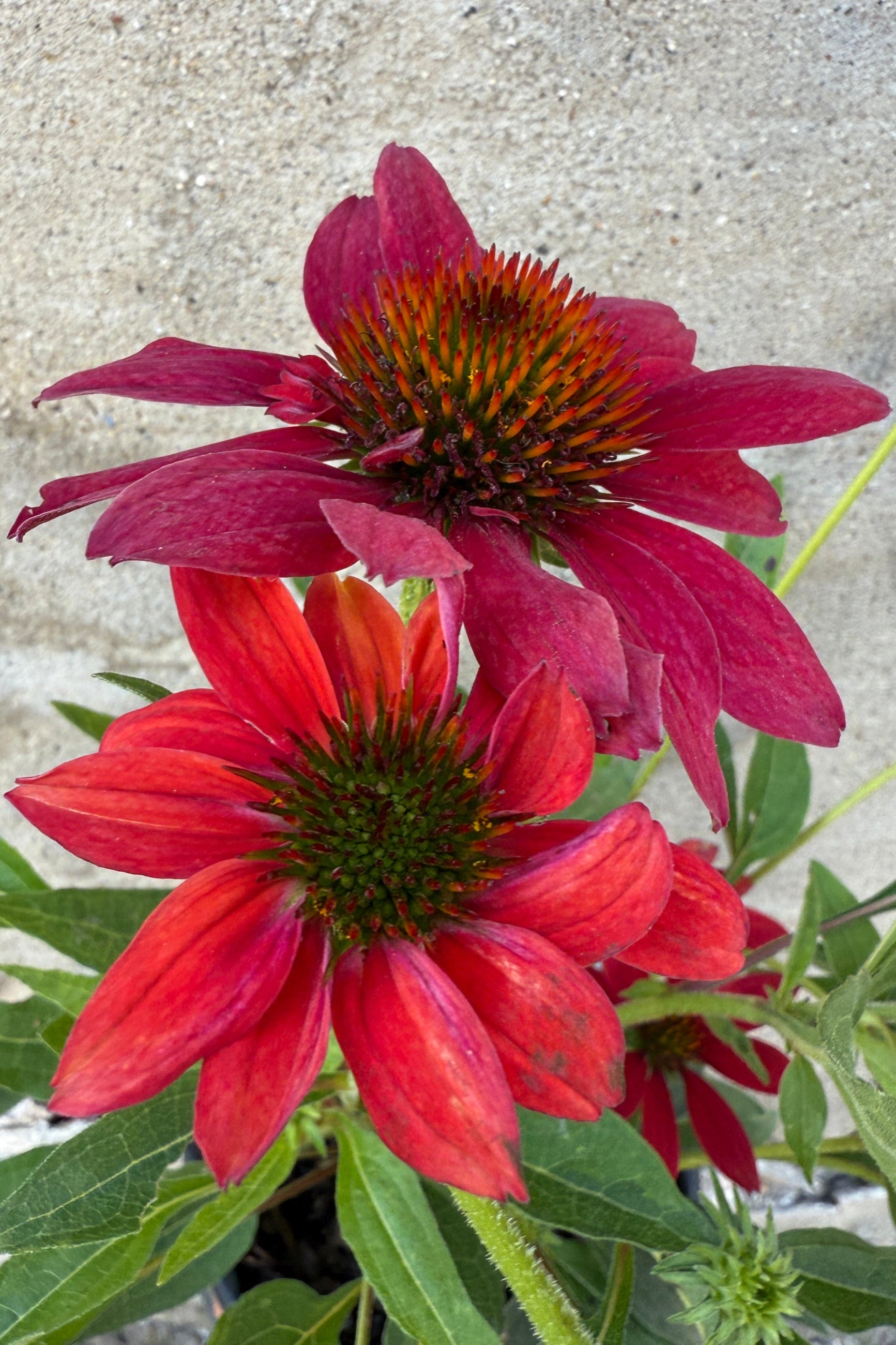 Two red and purple Echinacea 'Sombrero Tres Amigos' coneflowers with green leaves on a concrete background ©Sprout Home