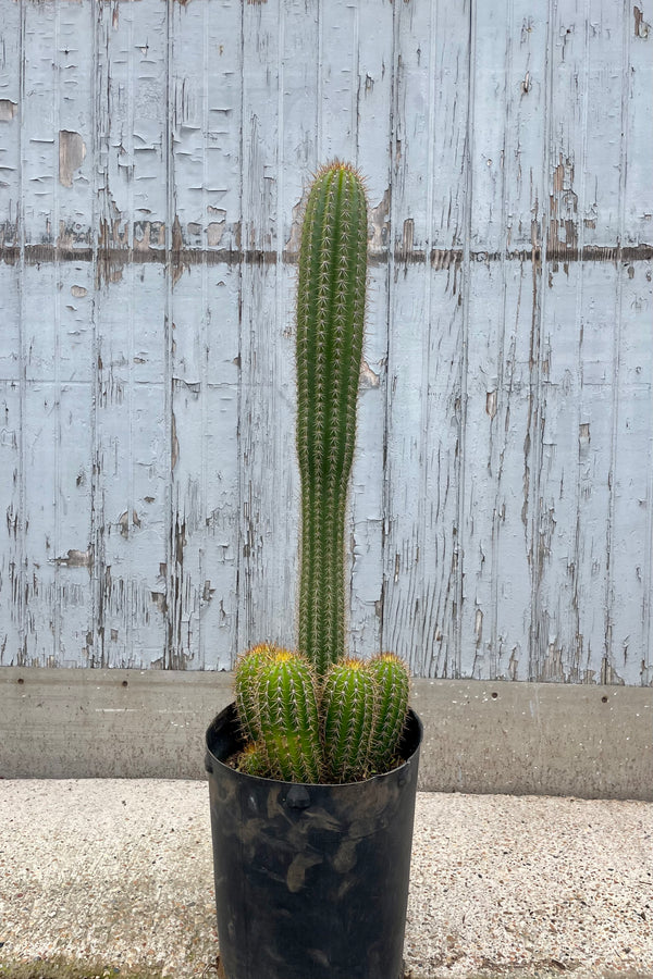 Photo of Echinopsis spachiana "golden torch" cactus in a black pot against a gray wooden wall.