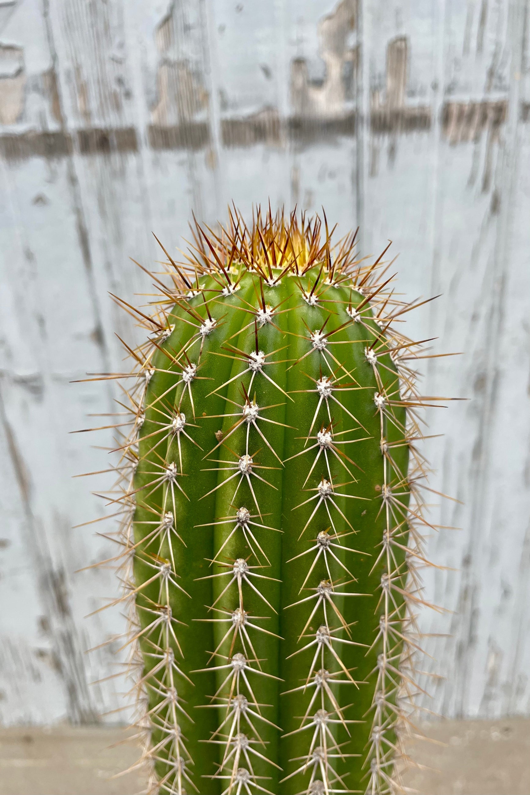 Close photo of Echinopsis spachiana "golden torch" cactus in a black pot against a gray wooden wall. ©Sprout Home