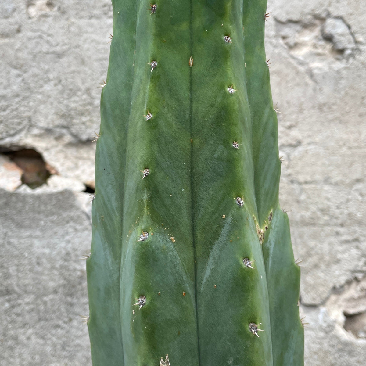 Echinopsis pachanoi 