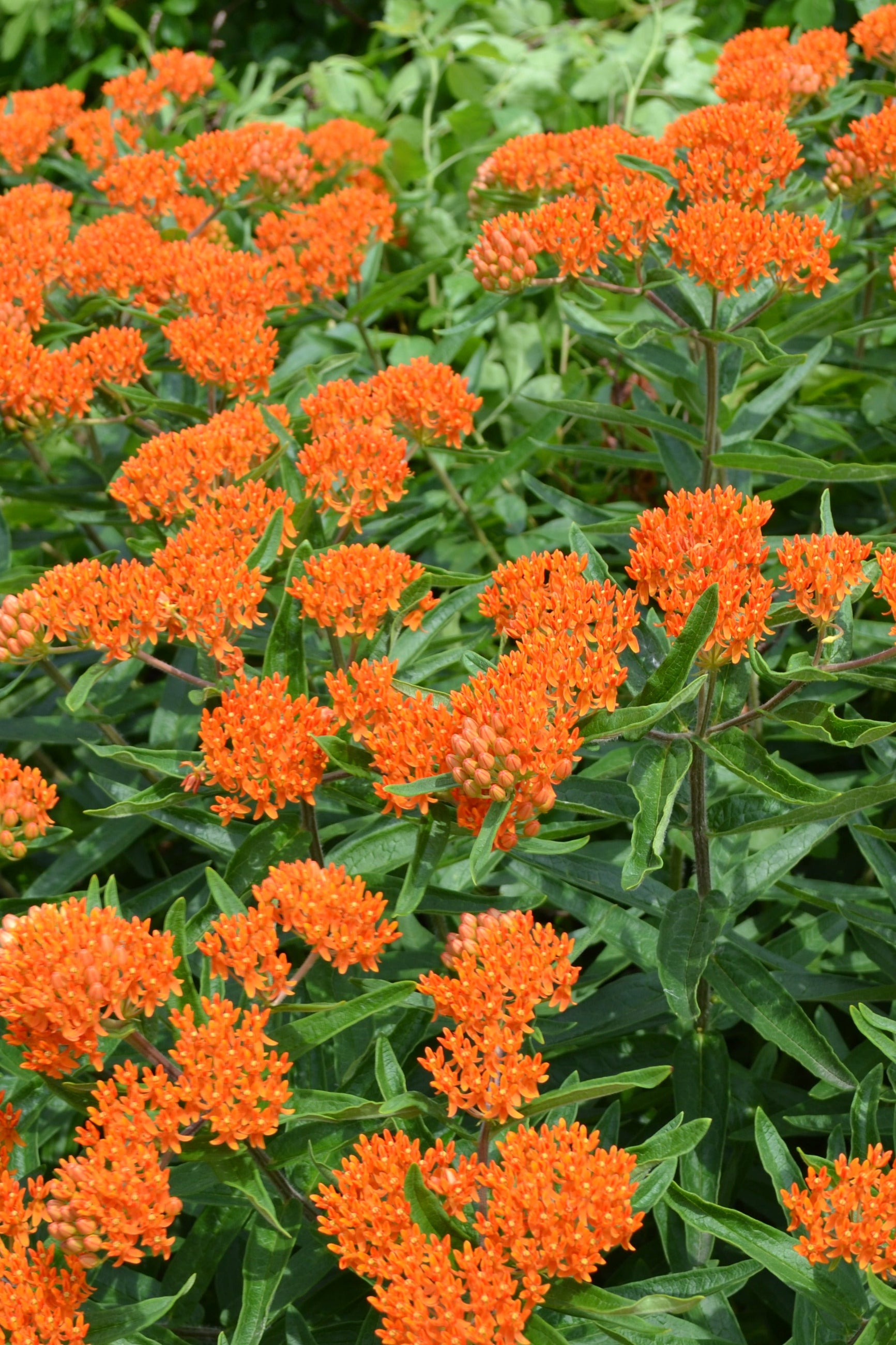 A large field planted Asclepias tuberosa blooming ©Elite Growers