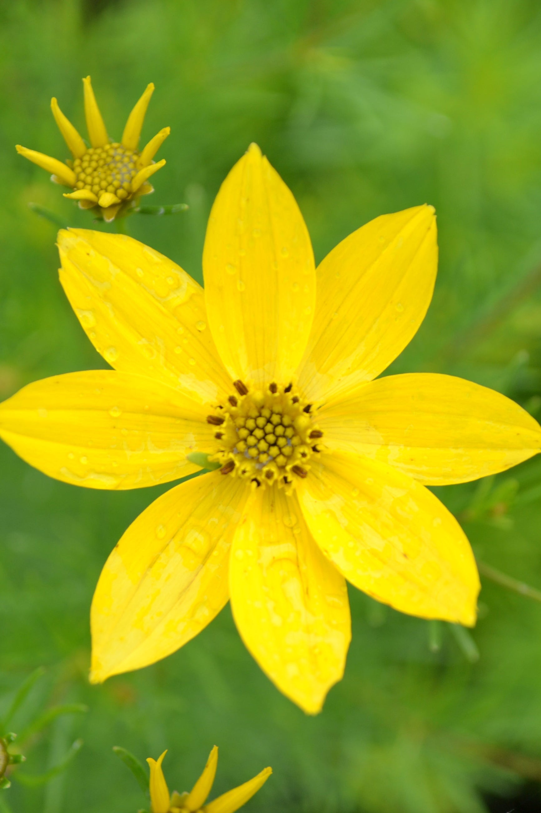 Coreopsis 'Zabreg' yellow flower up close ©Elite Growers
