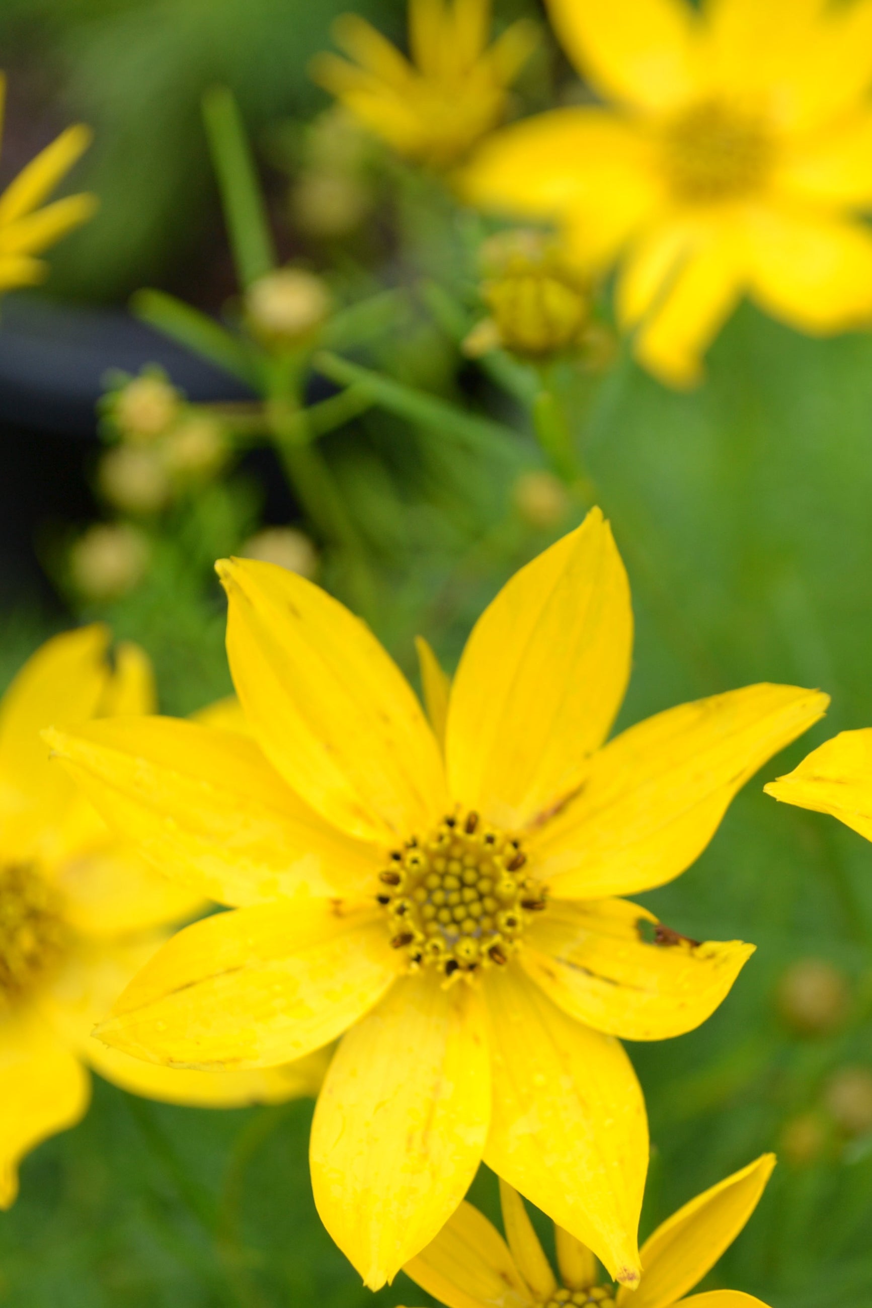 Coreopsis 'Zagreb' yellow flowers up close ©Elite Growers
