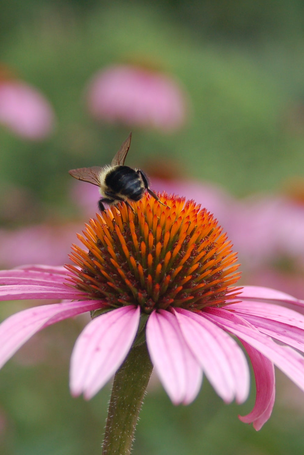 An Echinacea 'Magnus' flower in bloom with a bumble bee up close ©Elite Growers