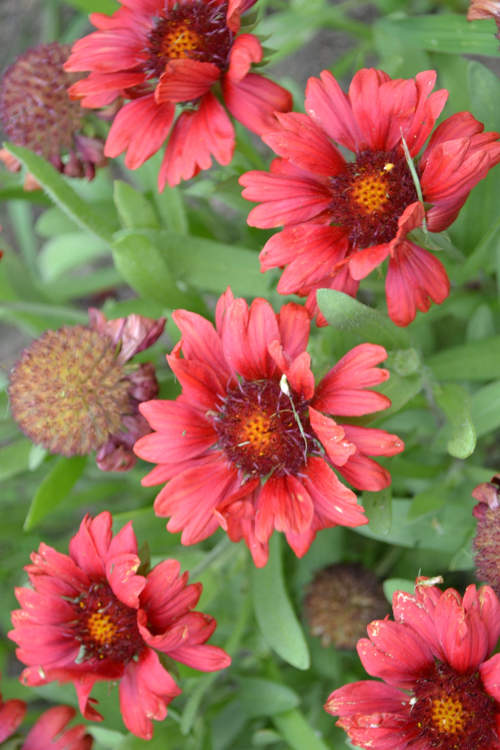 Gaillardia 'Mesa Red' in bloom and up close ©Elite Growers
