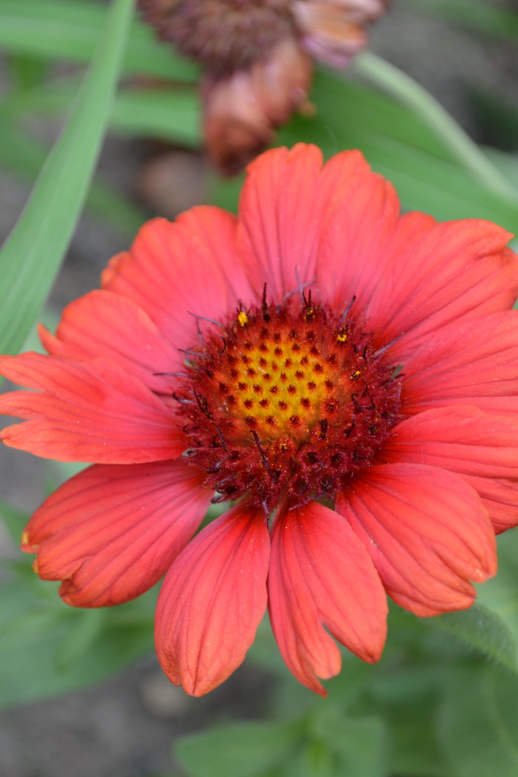 Gaillardia 'Mesa Red' in bloom and up close ©Elite Growers