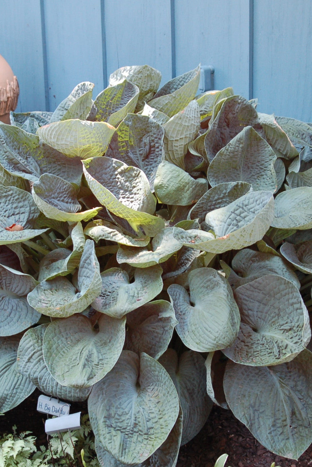 A mature Hosta 'Big Daddy' planted in a garden ©Elite Growers 
