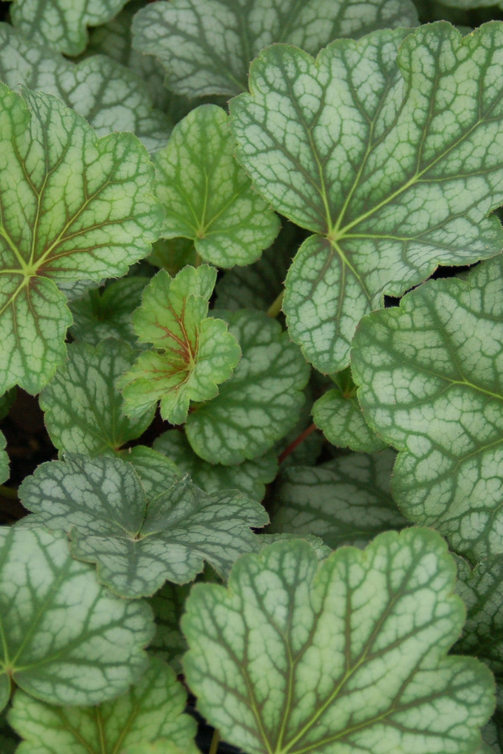 Heuchera 'Green Spice' up close showing the silver cast green leaves ©Elite Growers