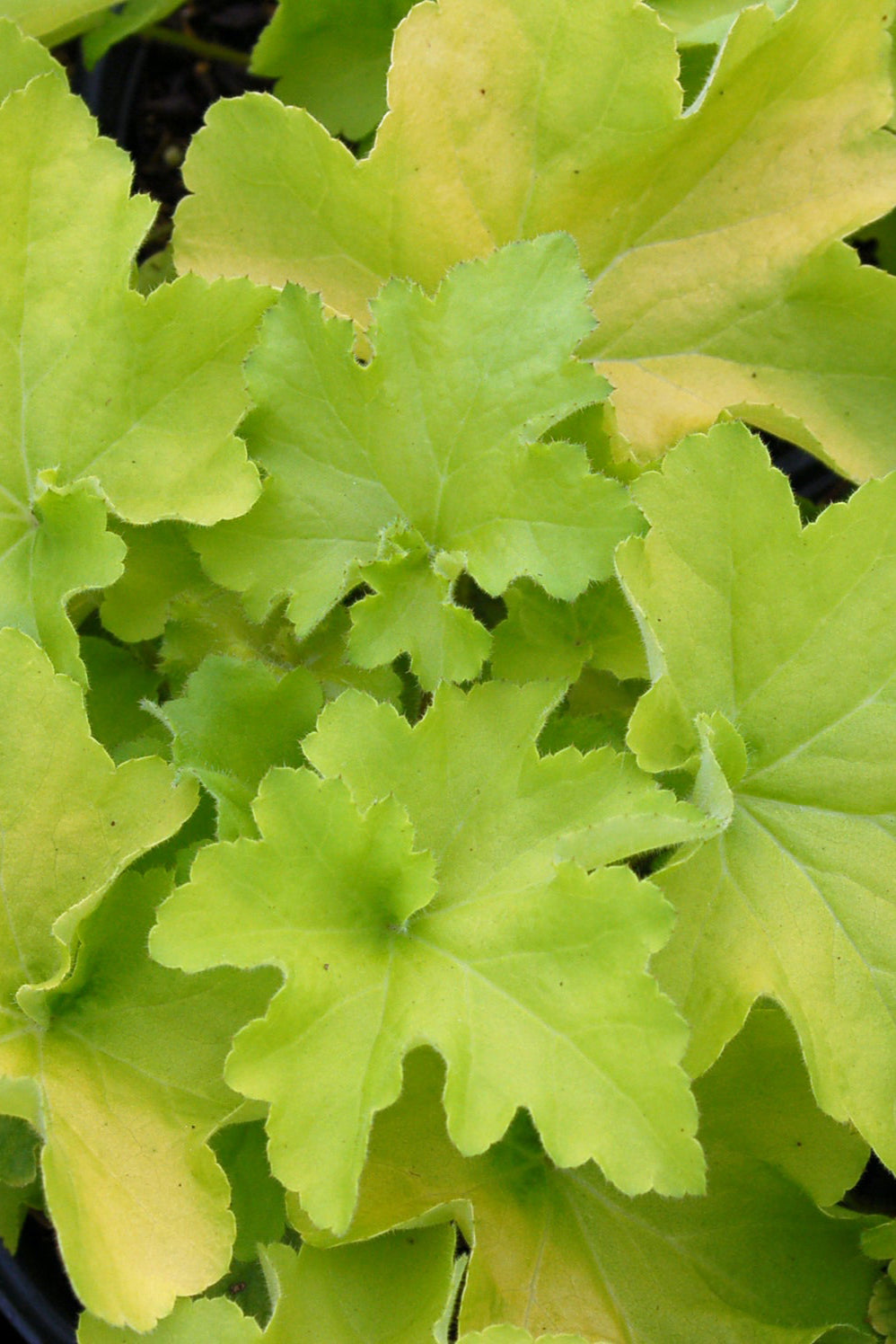 Heuchera 'Guacamole' bright chartreuse leaves up close ©Elite Growers