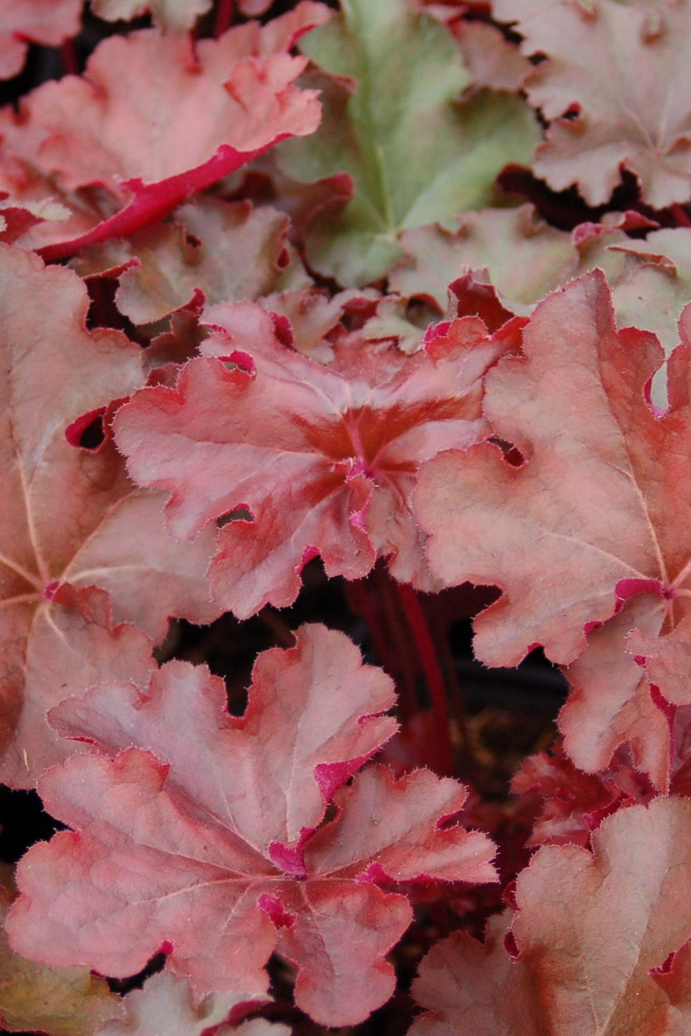 Heuchera 'Mahogany' up close with its burgundy leaves ©Elite Growers