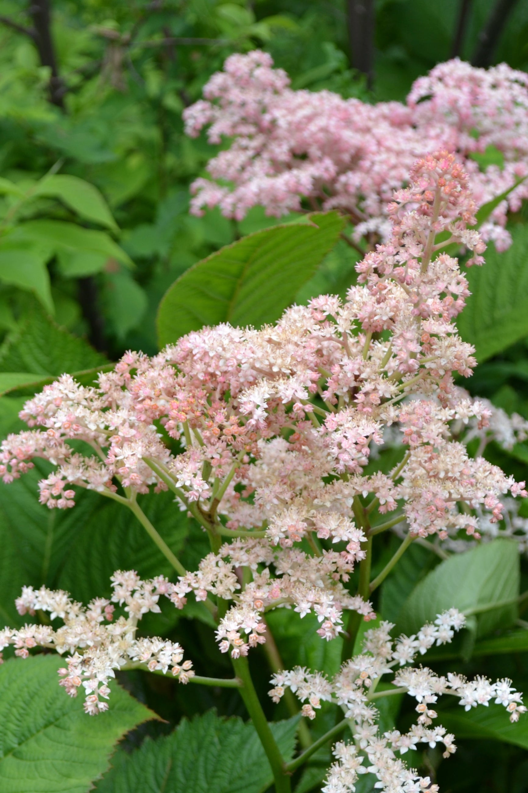 blooming Rodgersia aesculifolia at the Morton Arboretum ©Elite Growers