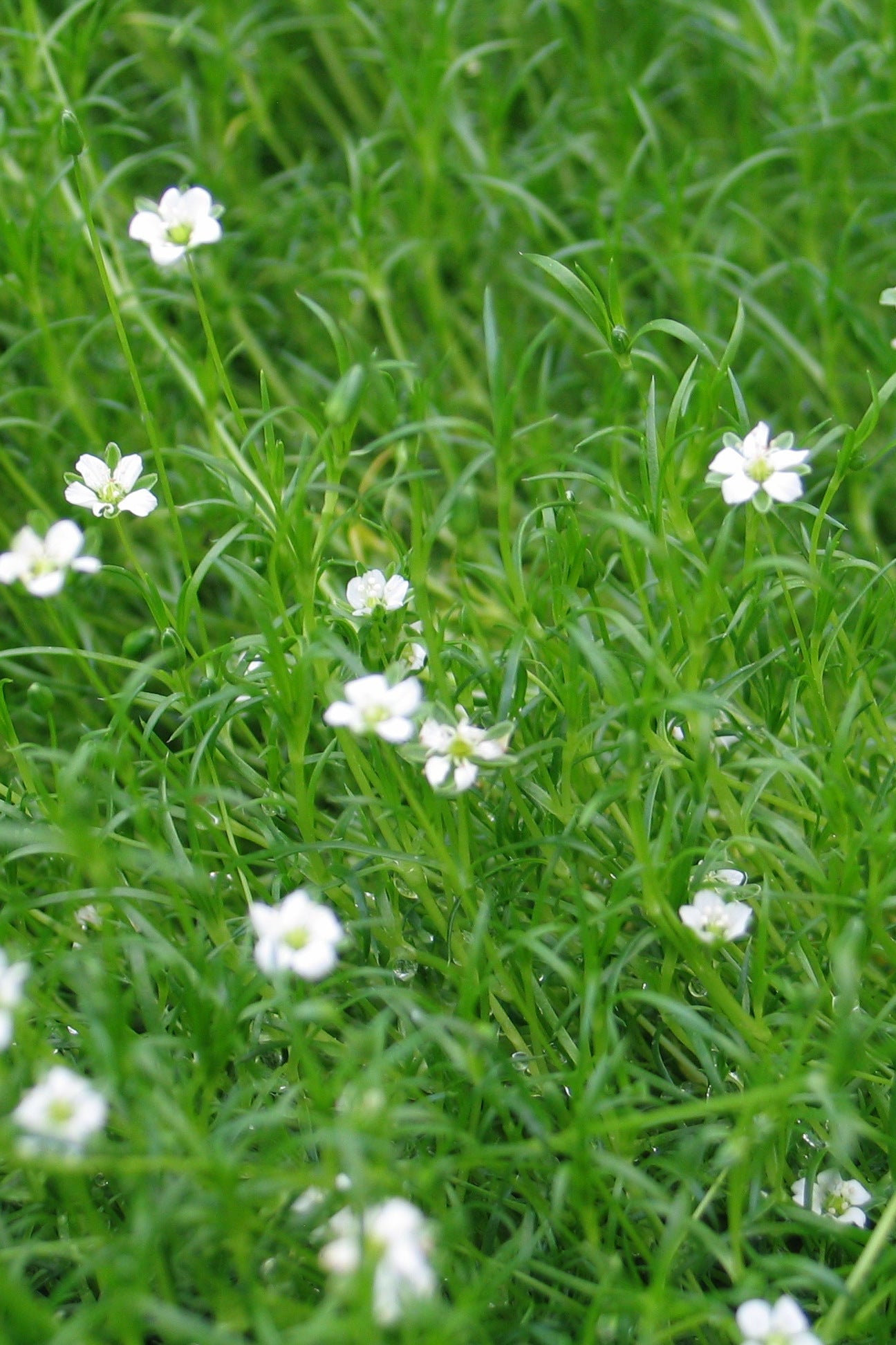 a close up image of the matted leaves and white flowers of Sagina 'Aurea' ©Elite Growers