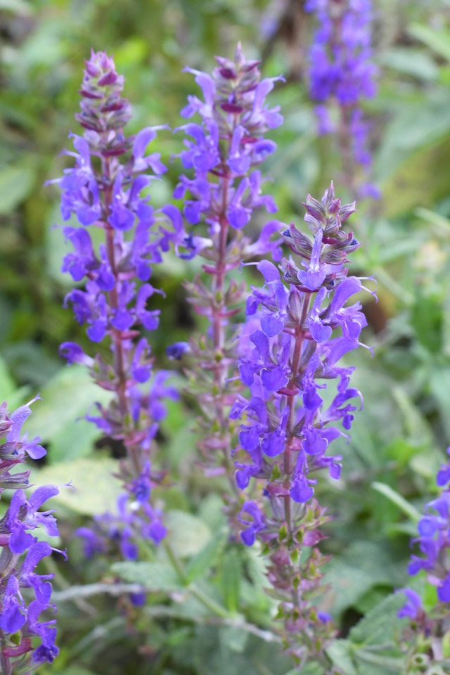 Salvia n. 'Wesuwe' in bloom and up close ©Elite Growers
