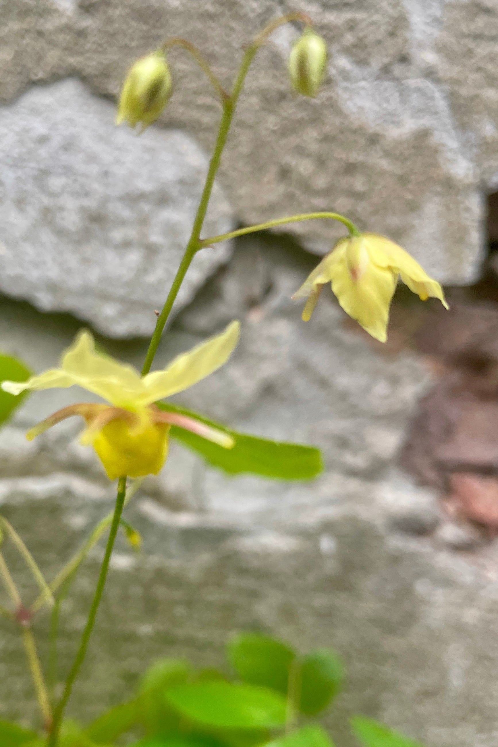 The graceful nodding light yellow small flowers of the Epimedium 'Sulphureum' on May 1st in the Sprout Home yard.  ©Sprout Home