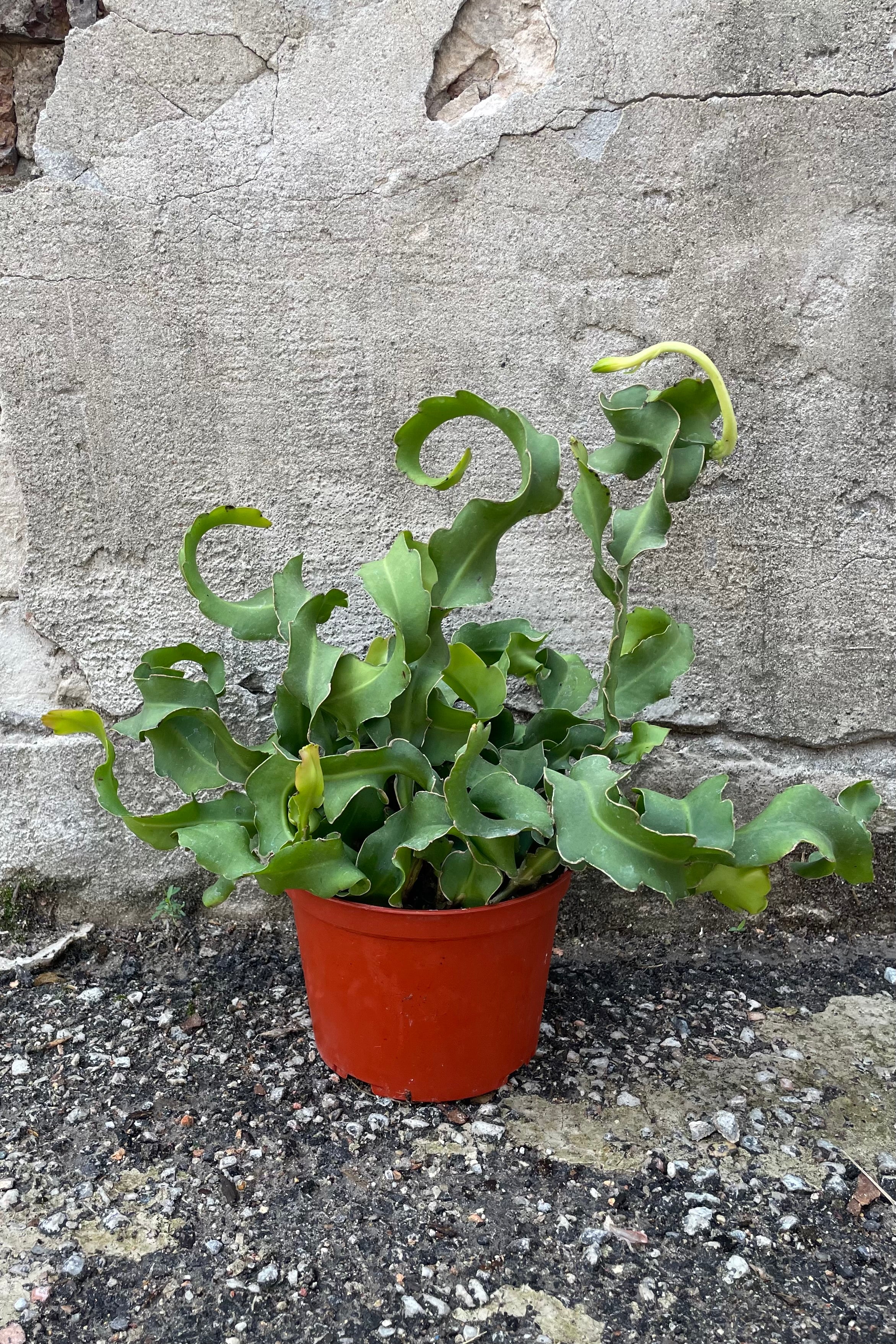 Epiphyllum 'Montrose' in a 6" growers pot with its winding thick green leaves and starting to bud. 