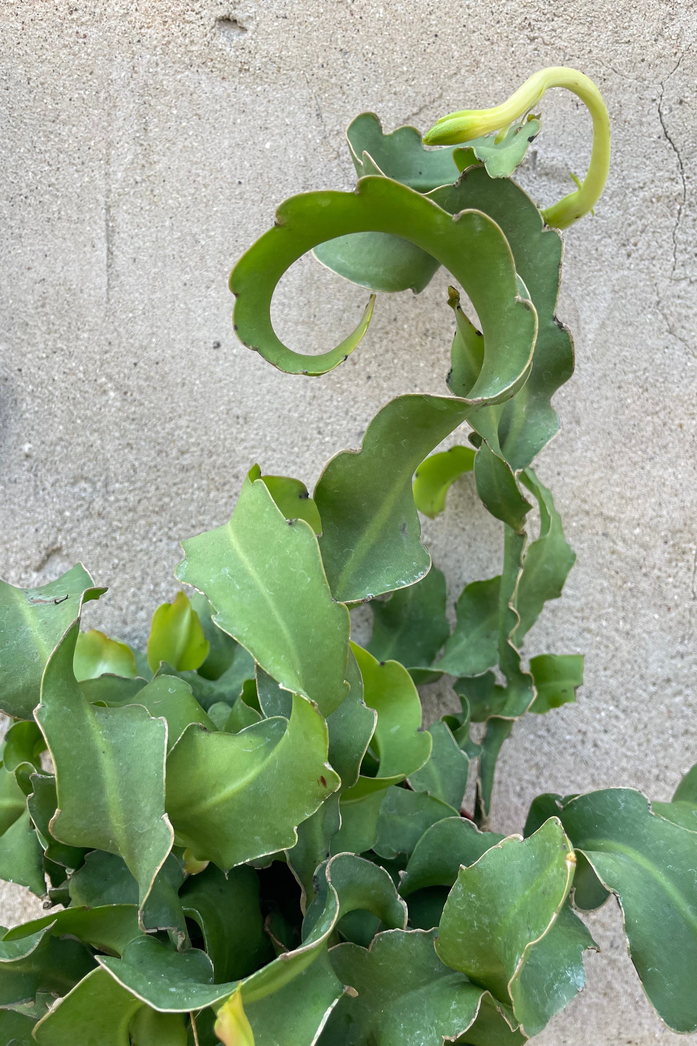 Epiphyllum 'Montrose' detail shot of its winding thick leaves and a beginning of a bud.