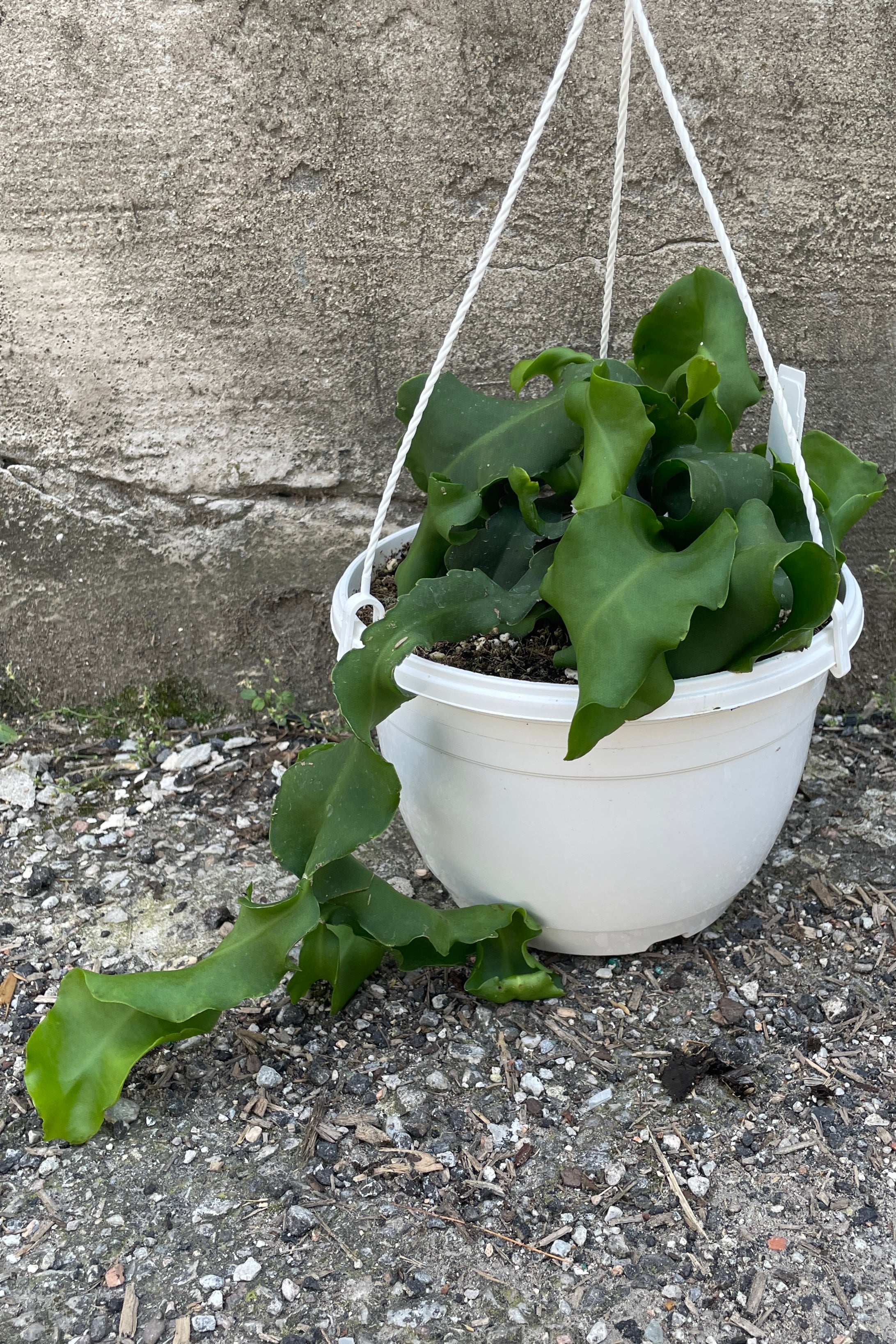 Epiphyllum 'Monstrose' in an 8" growers pot sitting on the concrete ground. 