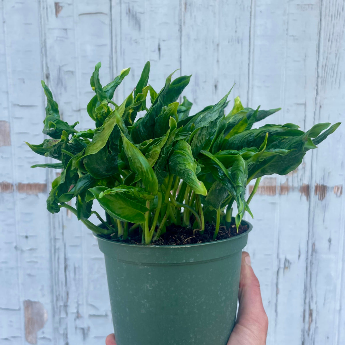 Epipremnum aureum 'Shangri La' 6