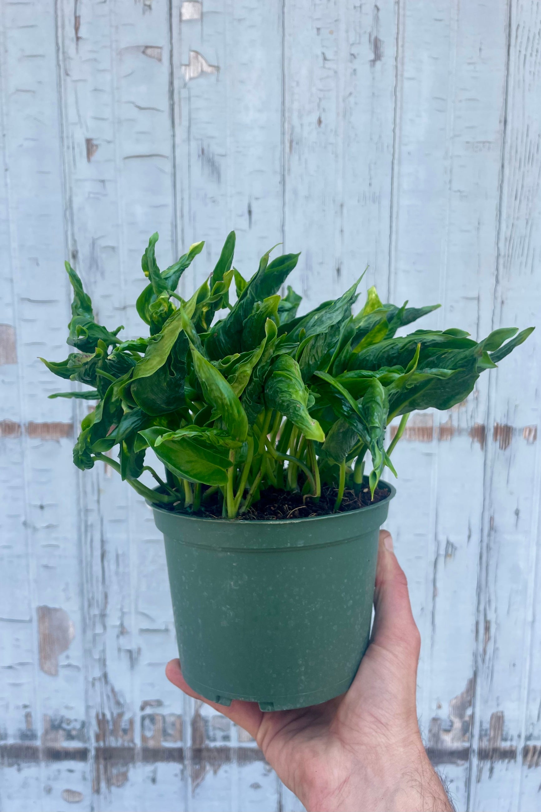 Hand holding a potted plant against a wooden background. Pothos 'Shangri-La' ©Sprout Home