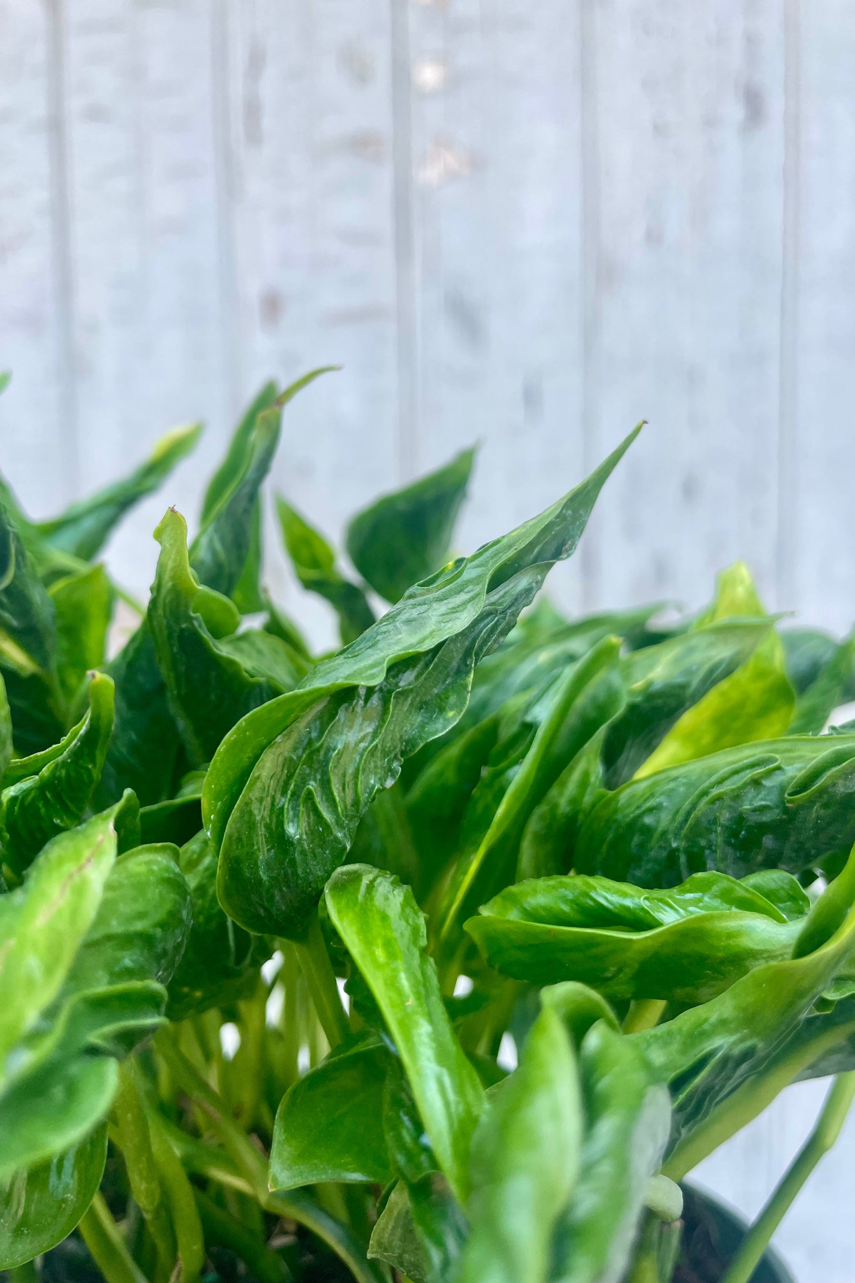 Close-up of green leaves against a light wooden panel background. Pothos 'Shangri-La' ©Sprout Home