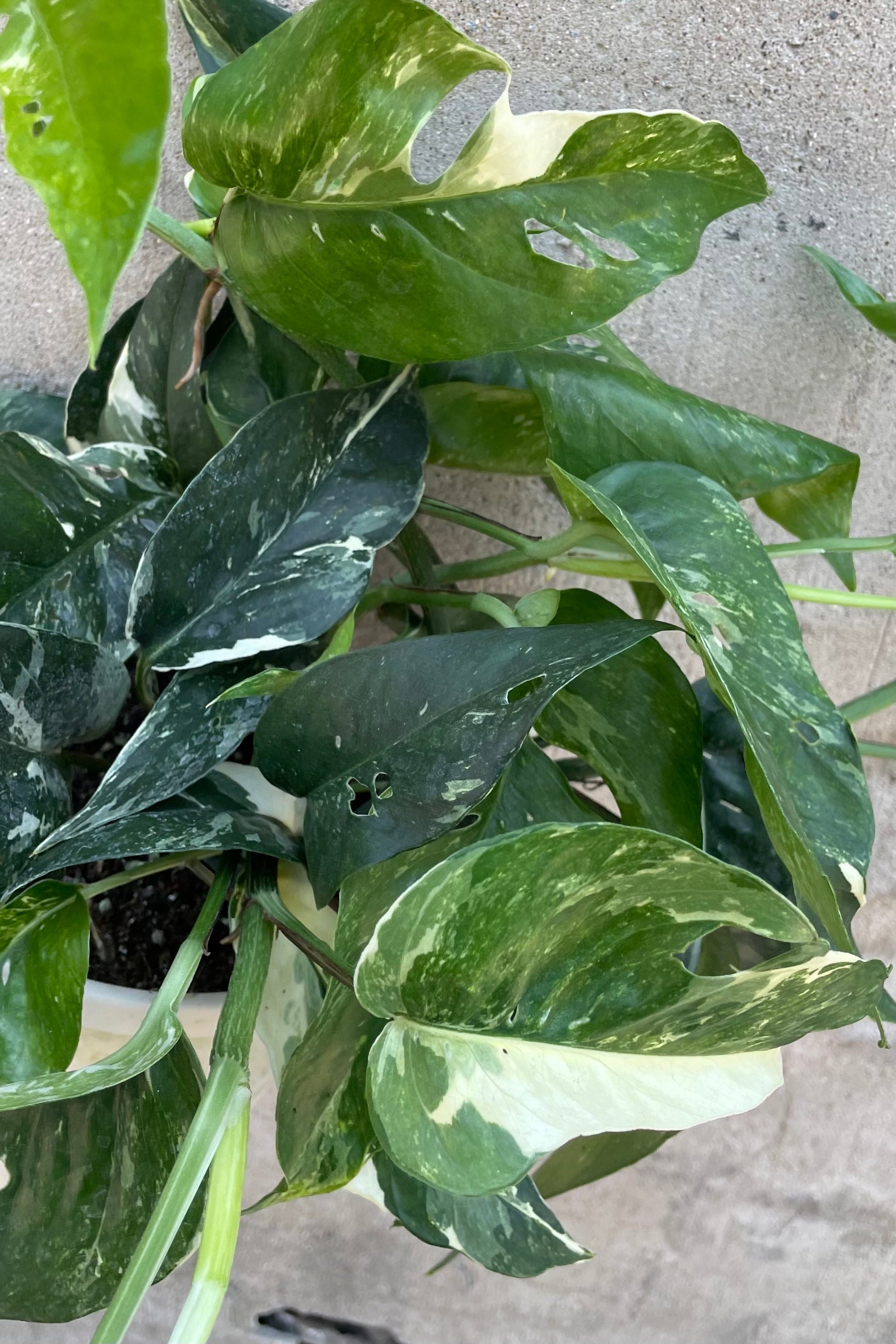 The green white variegated leaves of the Epipremnum 'Albo' up close ©Sprout Home