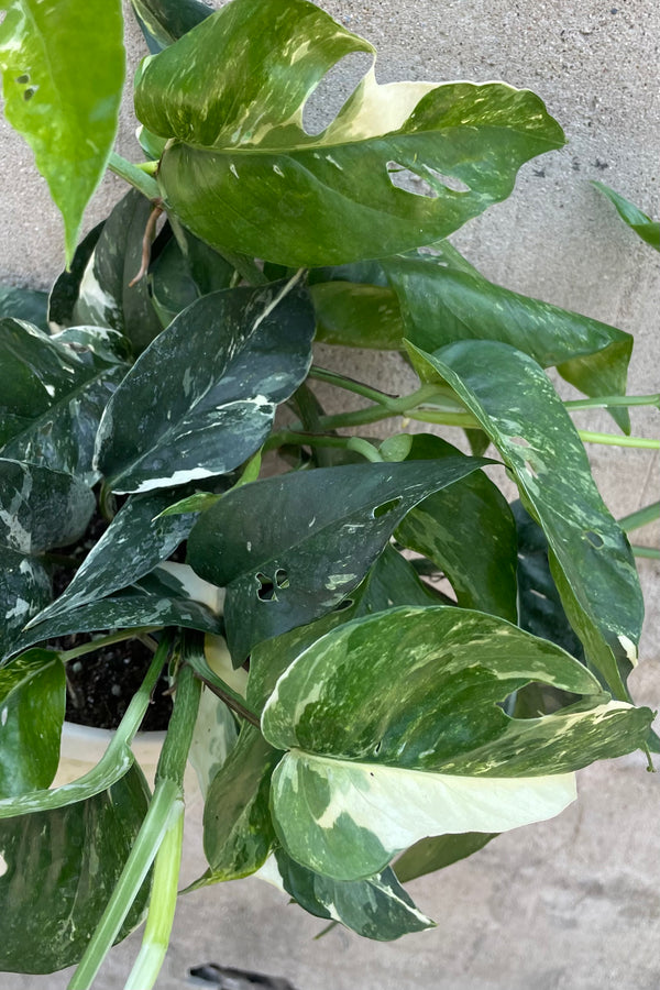 The green white variegated leaves of the Epipremnum 'Alto' up close