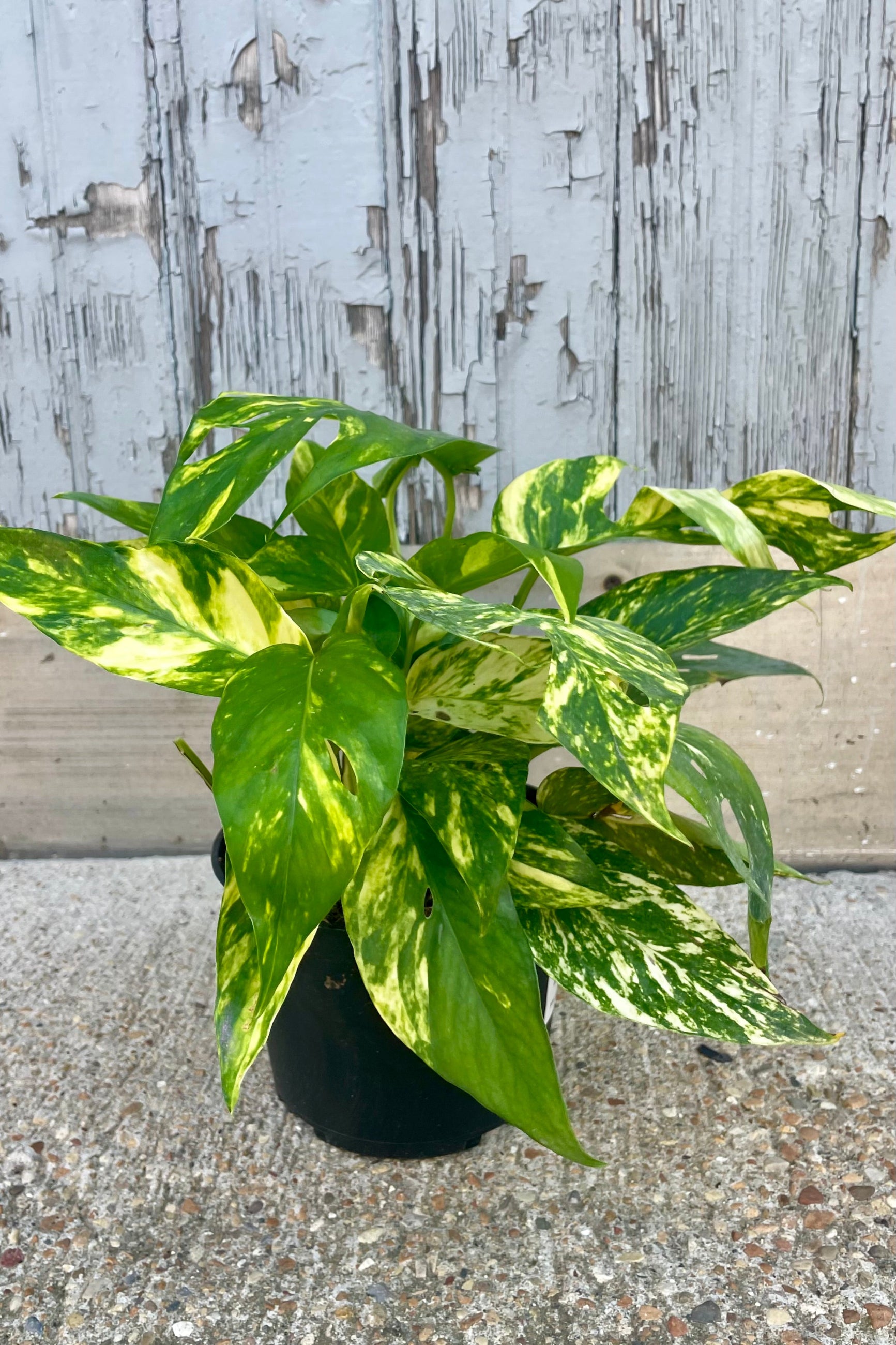Photo of a Pothos vine plant with yellow and green leaves ©Sprout Home
