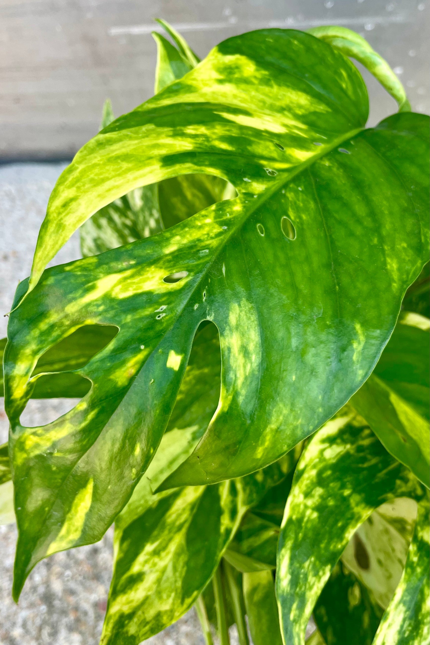 Close photo of a green leaf mottled yellow showing its characteristic fenestrations. Epipremnum Yellow Surprise ©Sprout Home