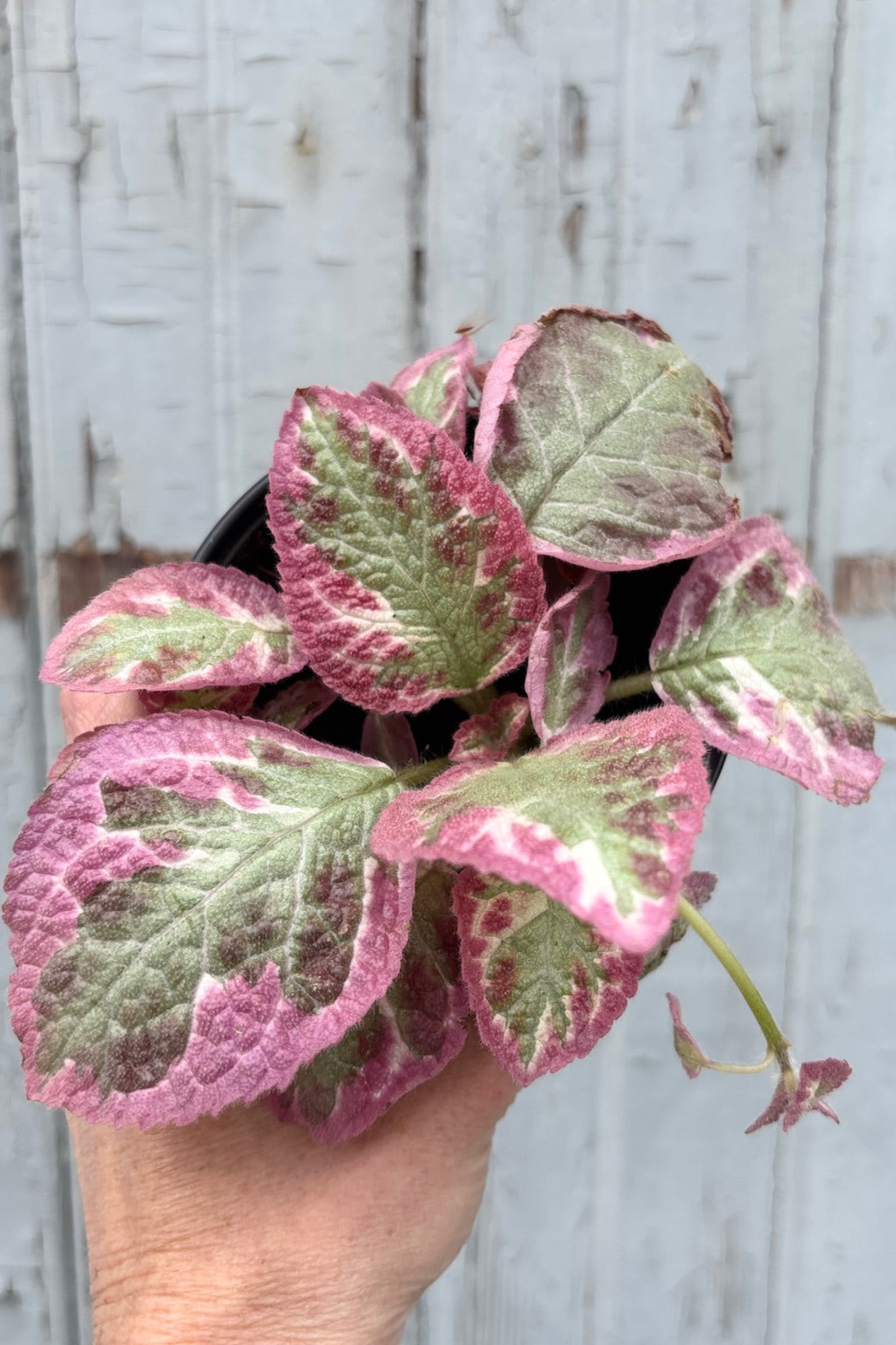 A detailed view of Episcia 4" with pink, green and white leaves against grey wall ©SproutHome