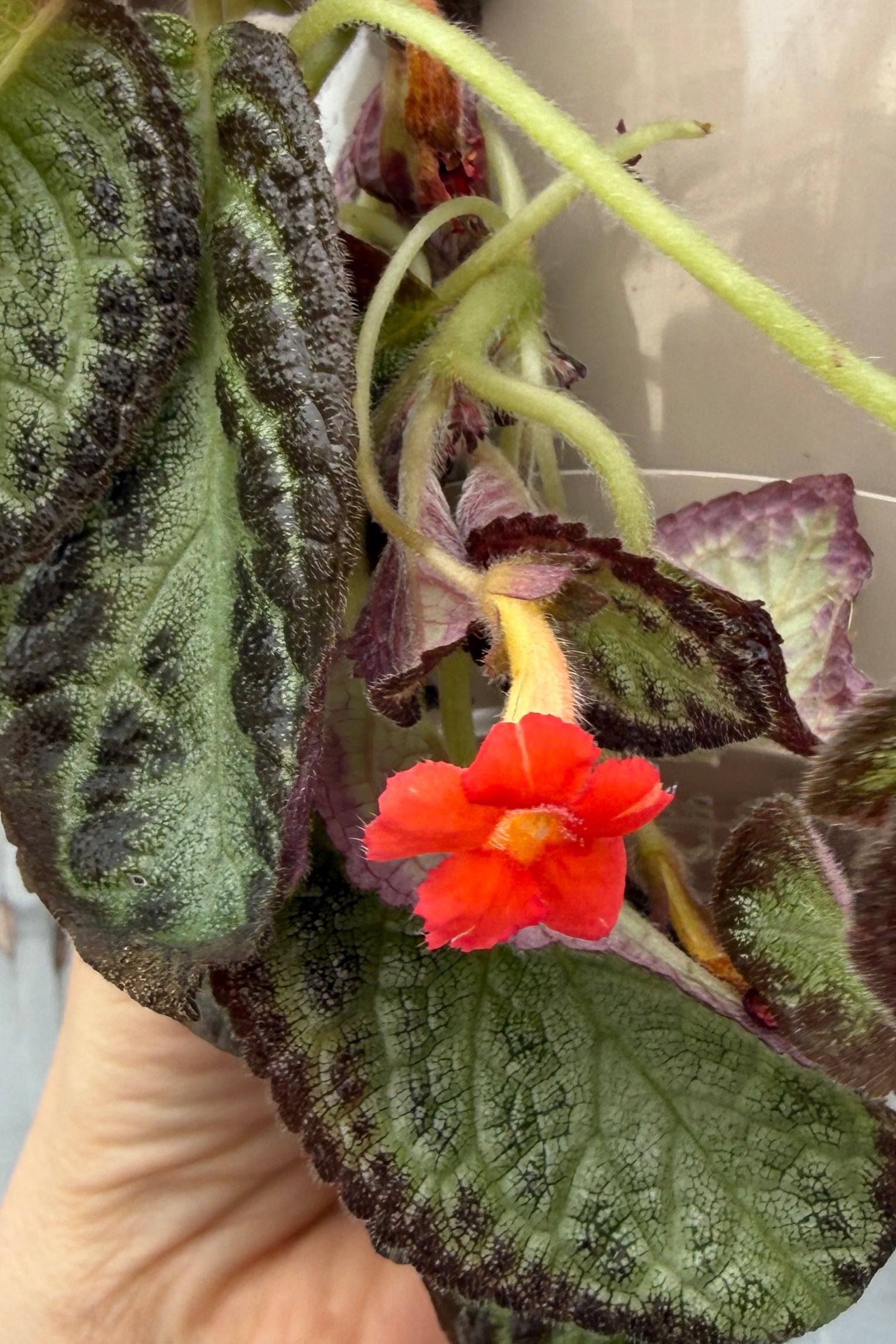 Episcia cupreata leaves and bright orange flower up close ©Sprout Home