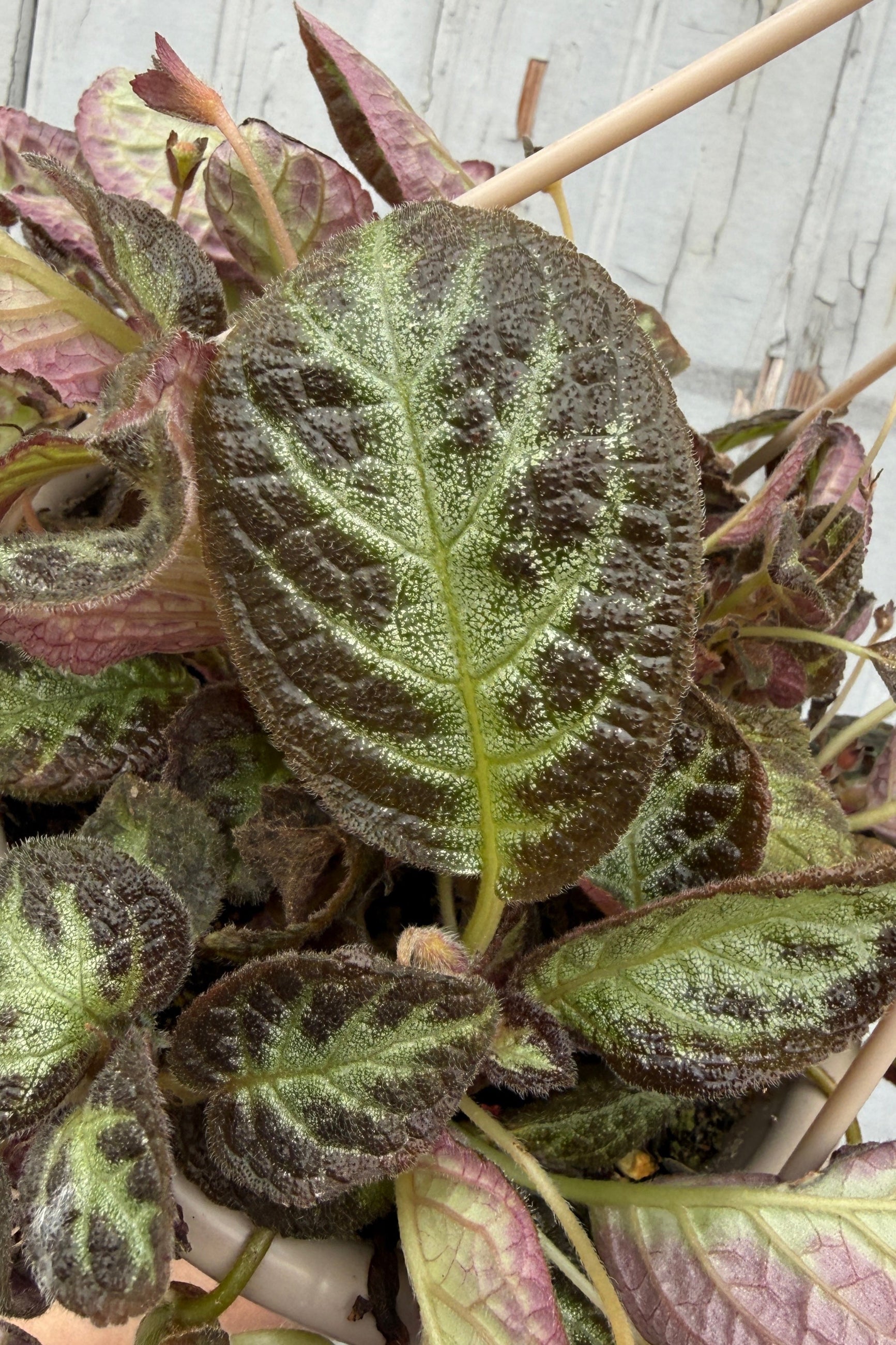 Episcia cupreata leaves up close showing off the burgundy and mint green variegation ©Sprout Home