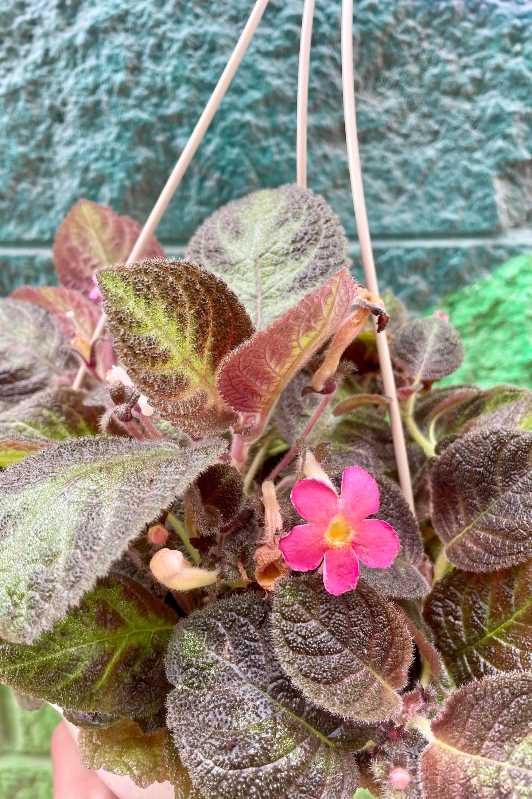Episcia cupreata leaves and pink flower up close ©Sprout Home