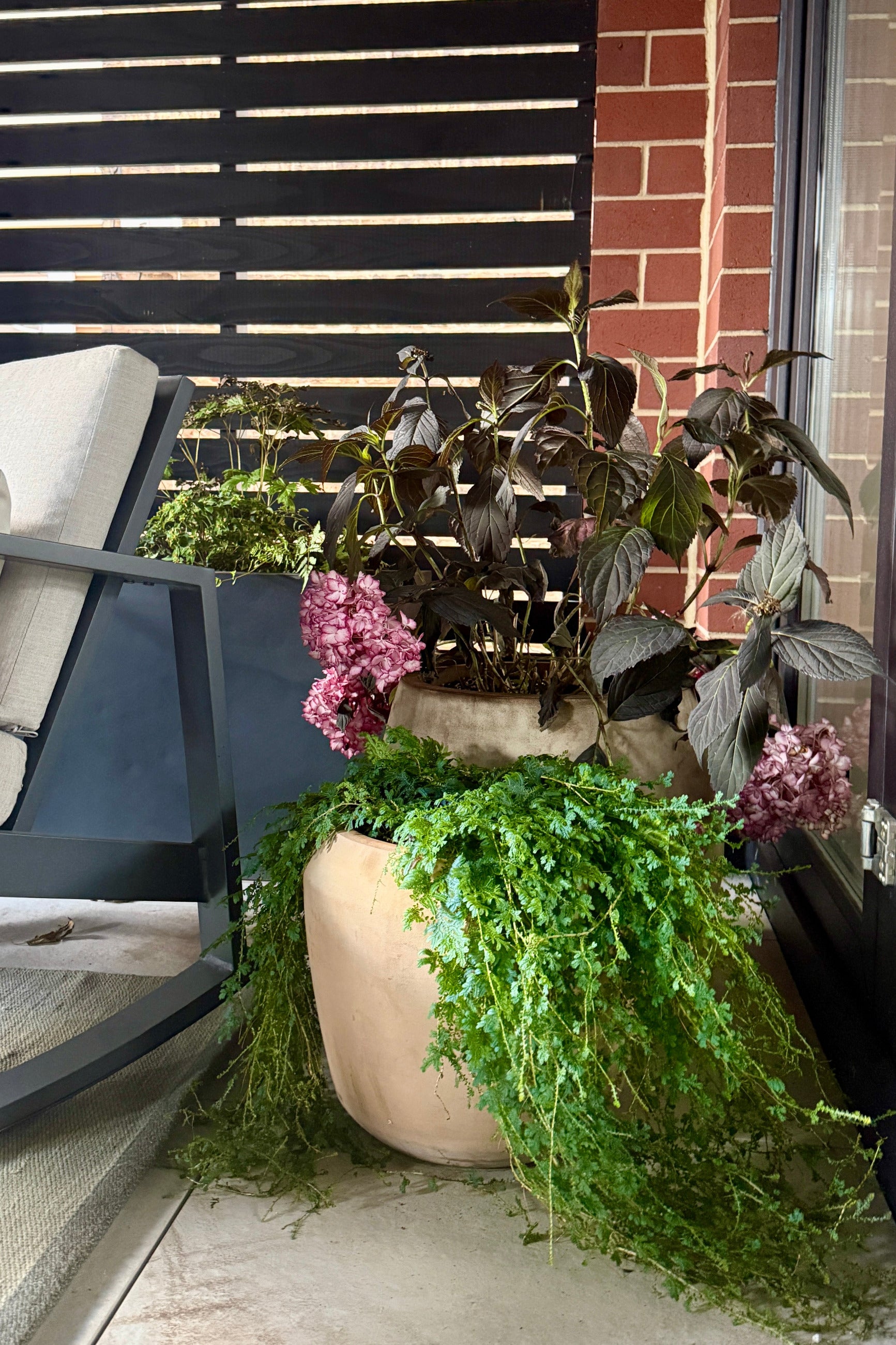 A large beige Cape ceramic planter filled with Selaginella unicata "Peacock Moss" styled on a patio in front of a Eclipse Hydrangea next to a chair and brick wall at a residential garden design by Sprout Home. ©Sprout Home