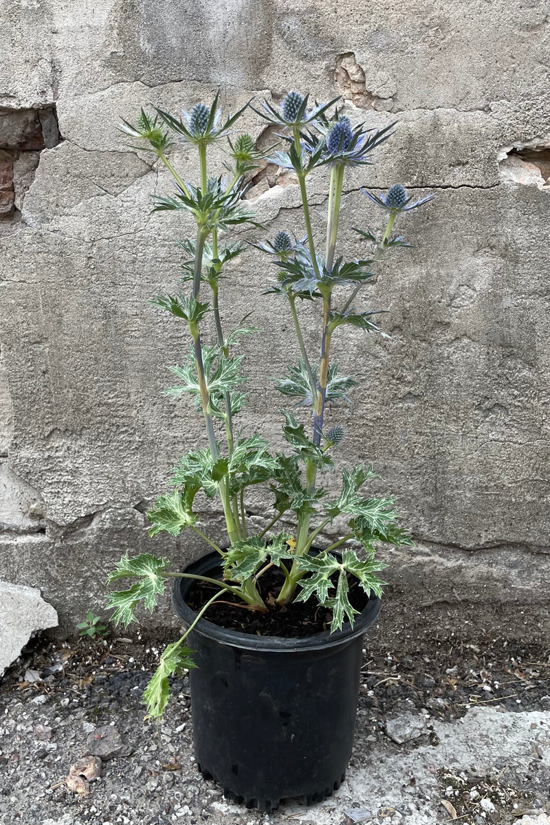 Eryngium 'Big Blue' in a #1 growers pot the middle of June with its steel blue flower spikes.