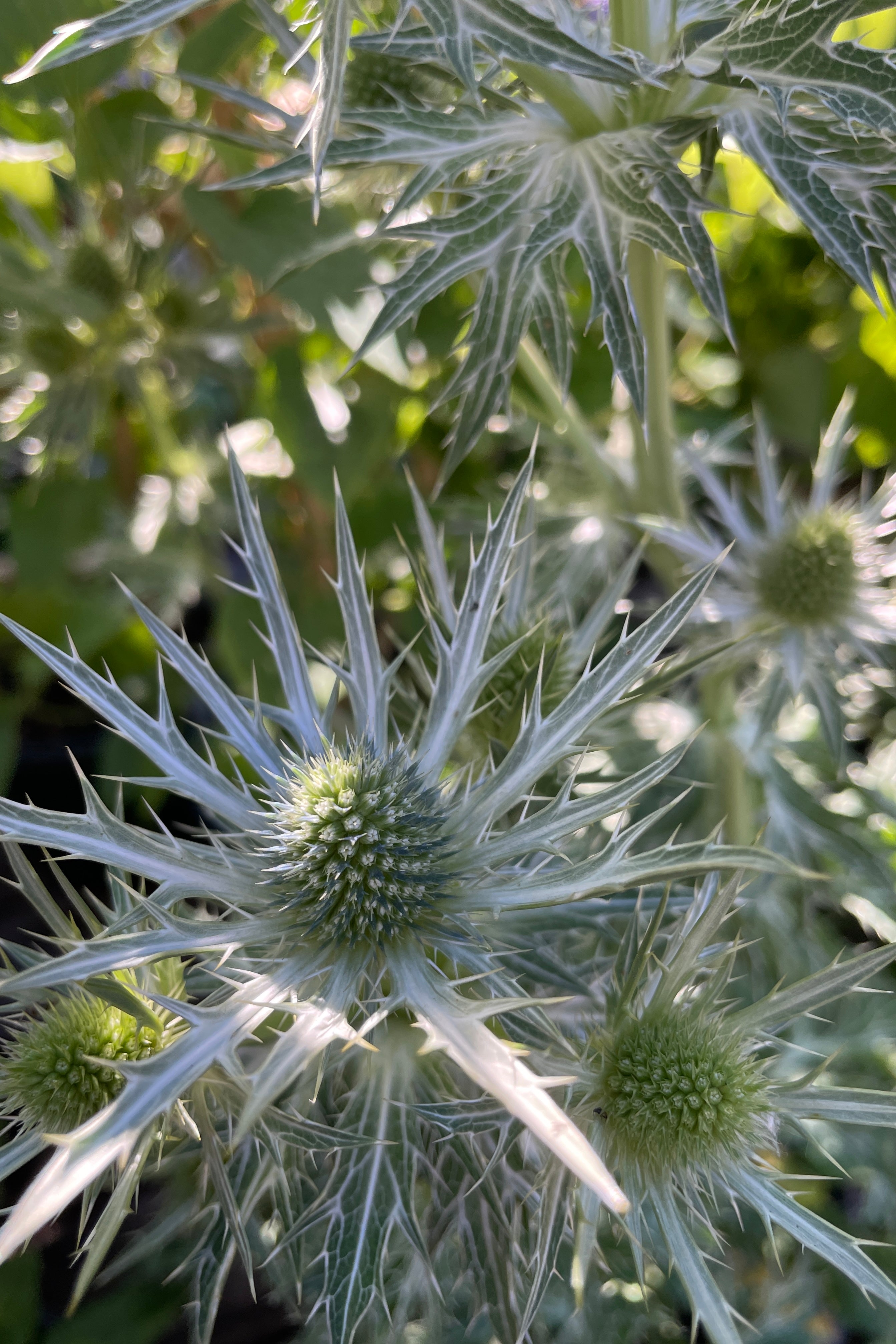 detail image of the flowers of Eryngium 'Big Blue'  middle to end of May starting out white and turning blue. 