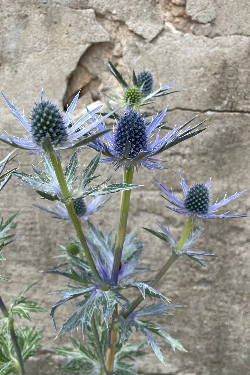 The steel blue spike flowers of the Eryngium 'Big Blue' the middle of June