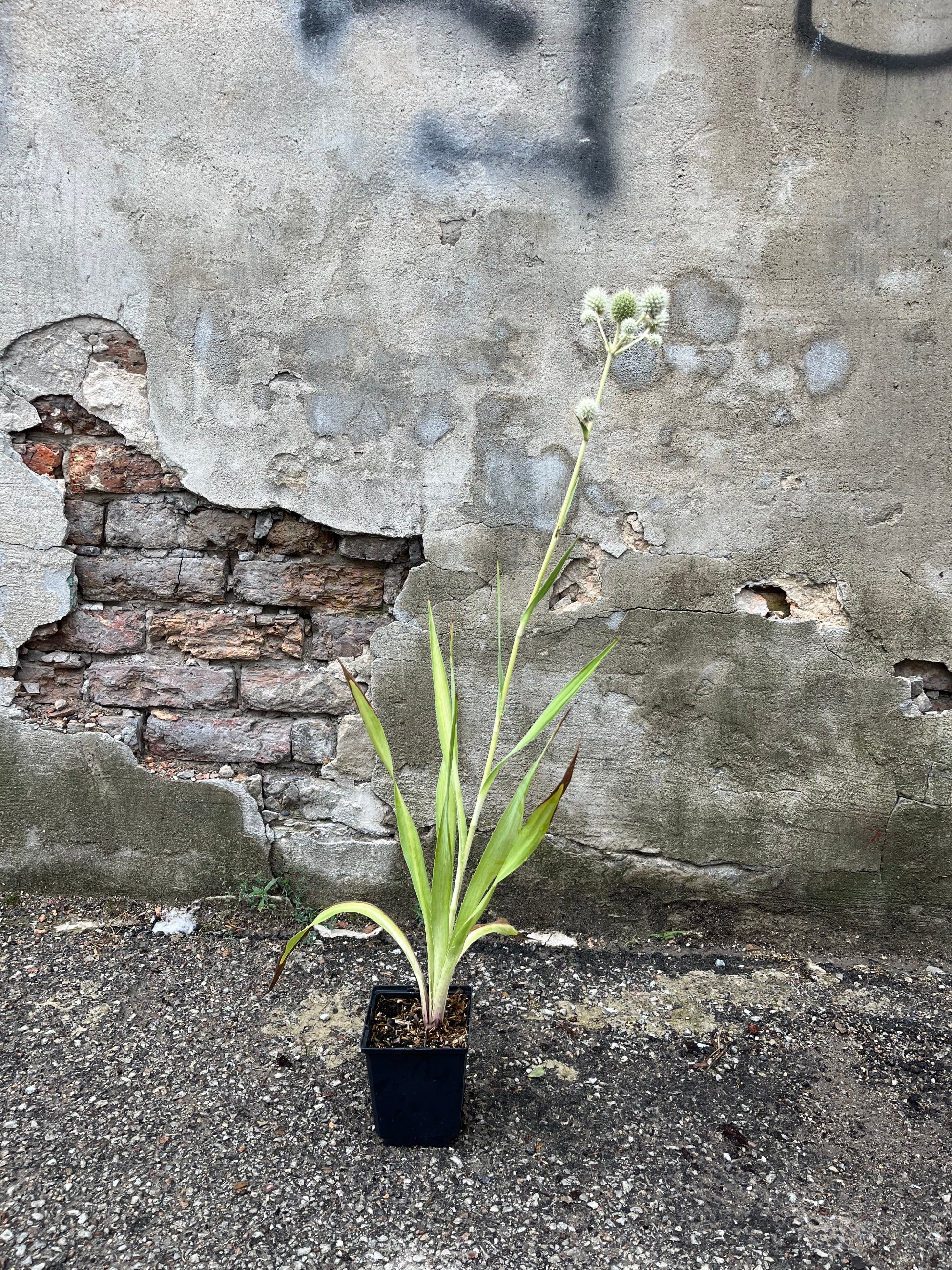 Eryngium Yuccifolium, or rattlesnake master, in a 1 quart growers pot, in mid summer ©Sprout Home