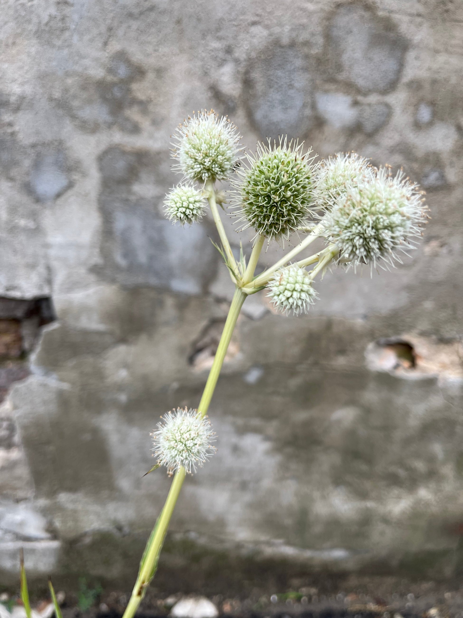 detail of Eryngium Yuccifolium, or rattlesnake master, in mid summer, bloomed flower heads are subtended by whitish, pointed bracts ©Sprout Home