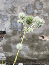 detail of Eryngium Yuccifolium, or rattlesnake master, in mid summer, bloomed flower heads are subtended by whitish, pointed bracts