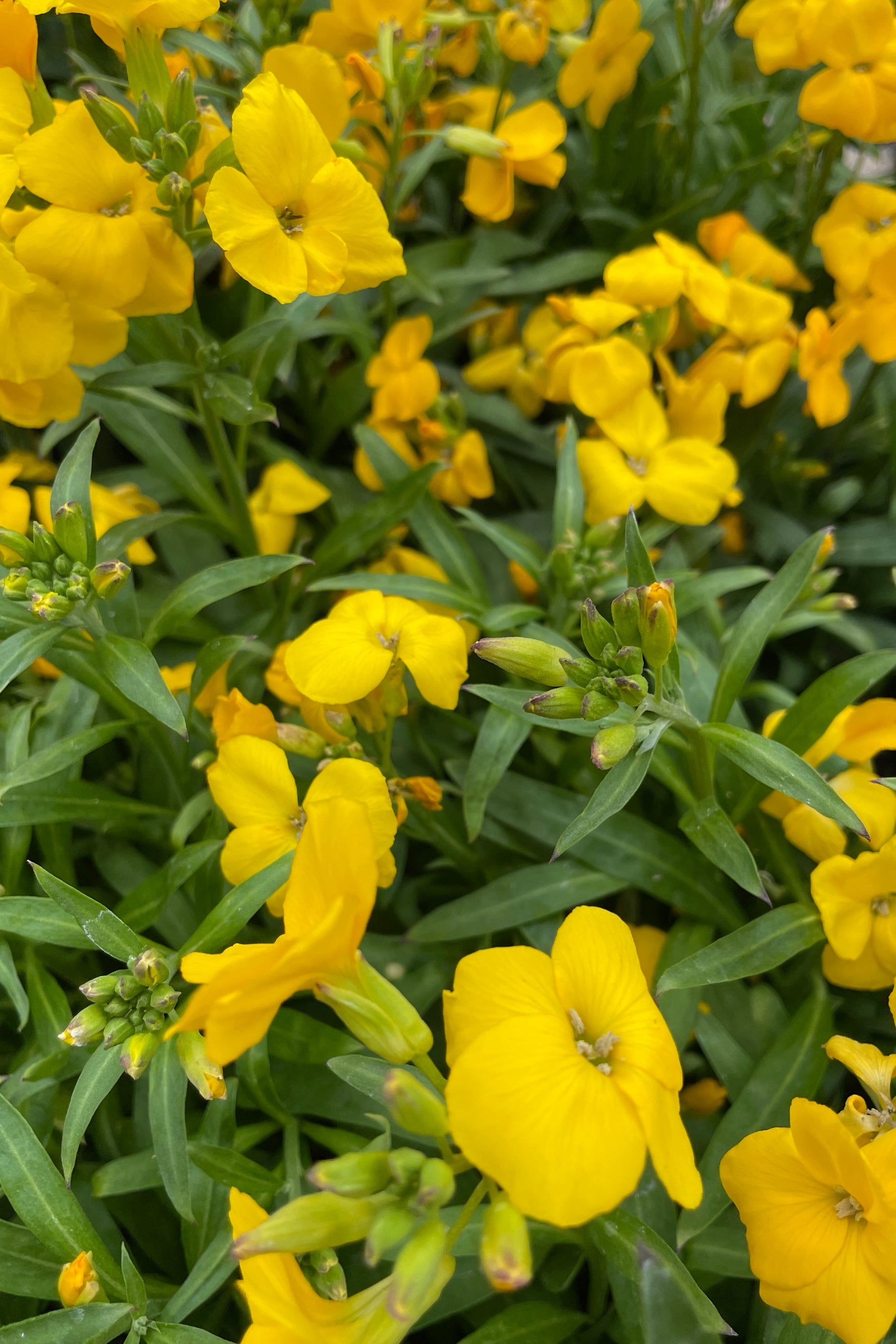 a close up image of the yellow flowers of the Erysimum 'Sugar Rush Yellow' annual in the Sprout Home yard.  ©Sprout Home