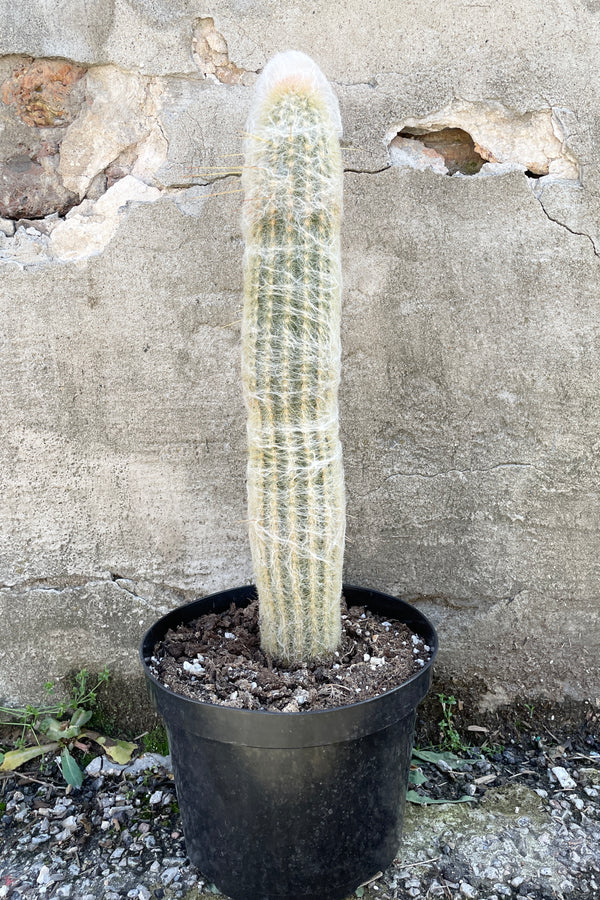 Espostoa lanata standing upright withers white hair like exterior in a 8" growers pot. 