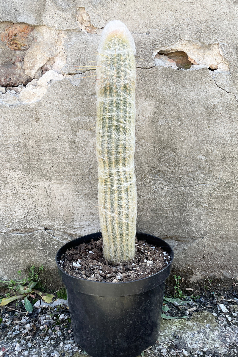 Espostoa lanata standing upright withers white hair like exterior in a 8" growers pot. 