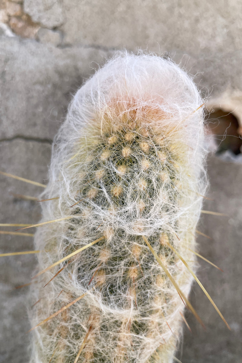 up close detail of the Espostoa lanata cactus with its white hair like exterior. 