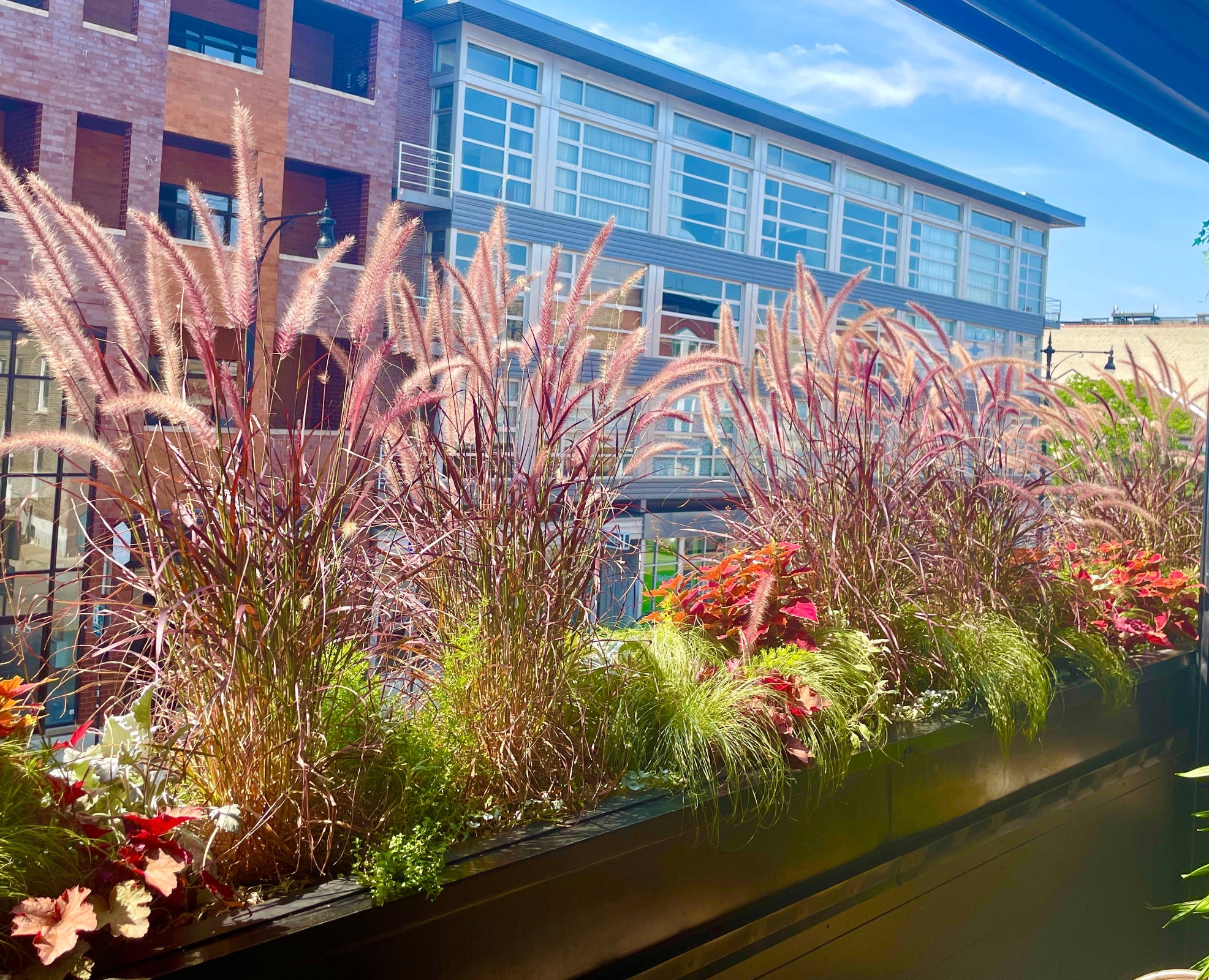 Annual plants with pennisetum grass blooming above.  