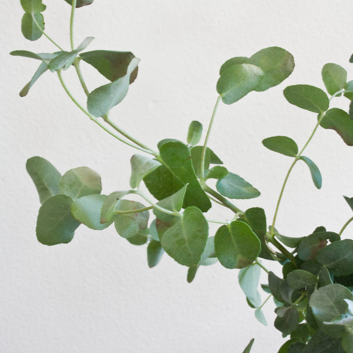 Amazing Water-Saving Adaptations