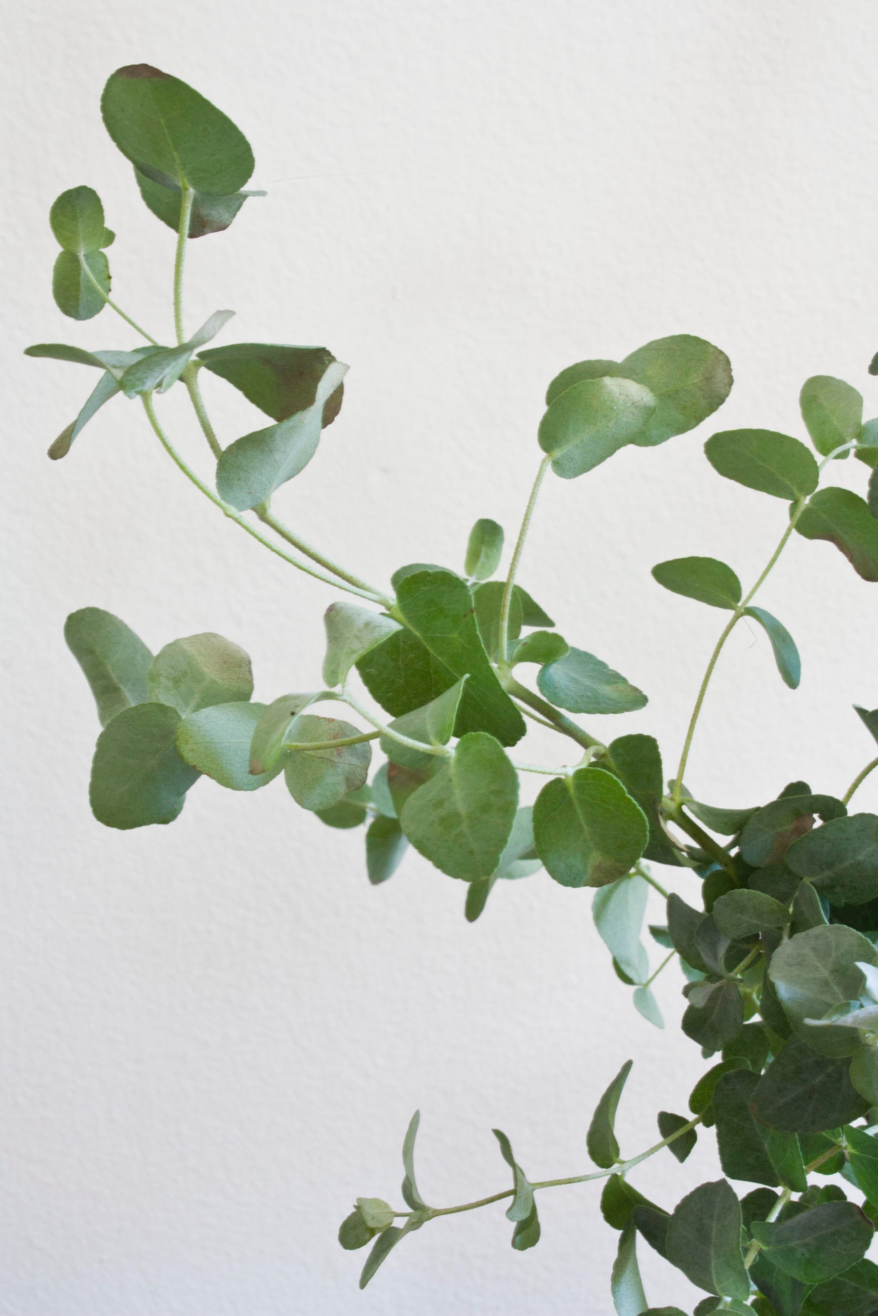 Close-up of a Eucalyptus gunnii plant against a light gray background ©Sprout Home