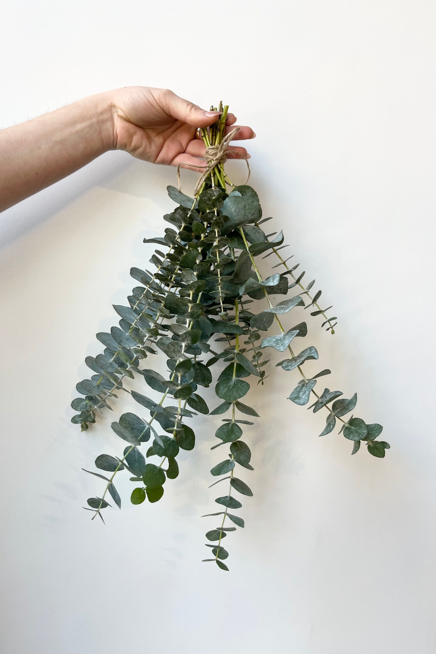 A bunch of Eucalyptus being held in hand against a white wall ©Sprout Home #size_PLP